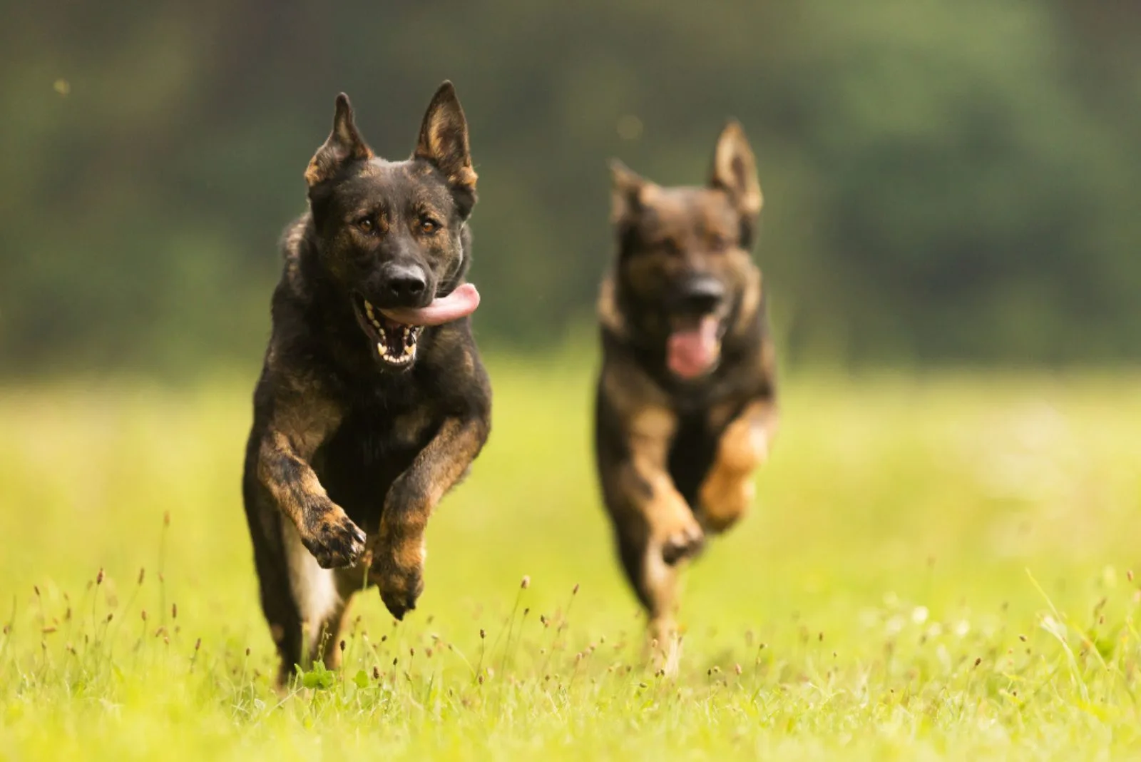 two German Shepherd Dogs running