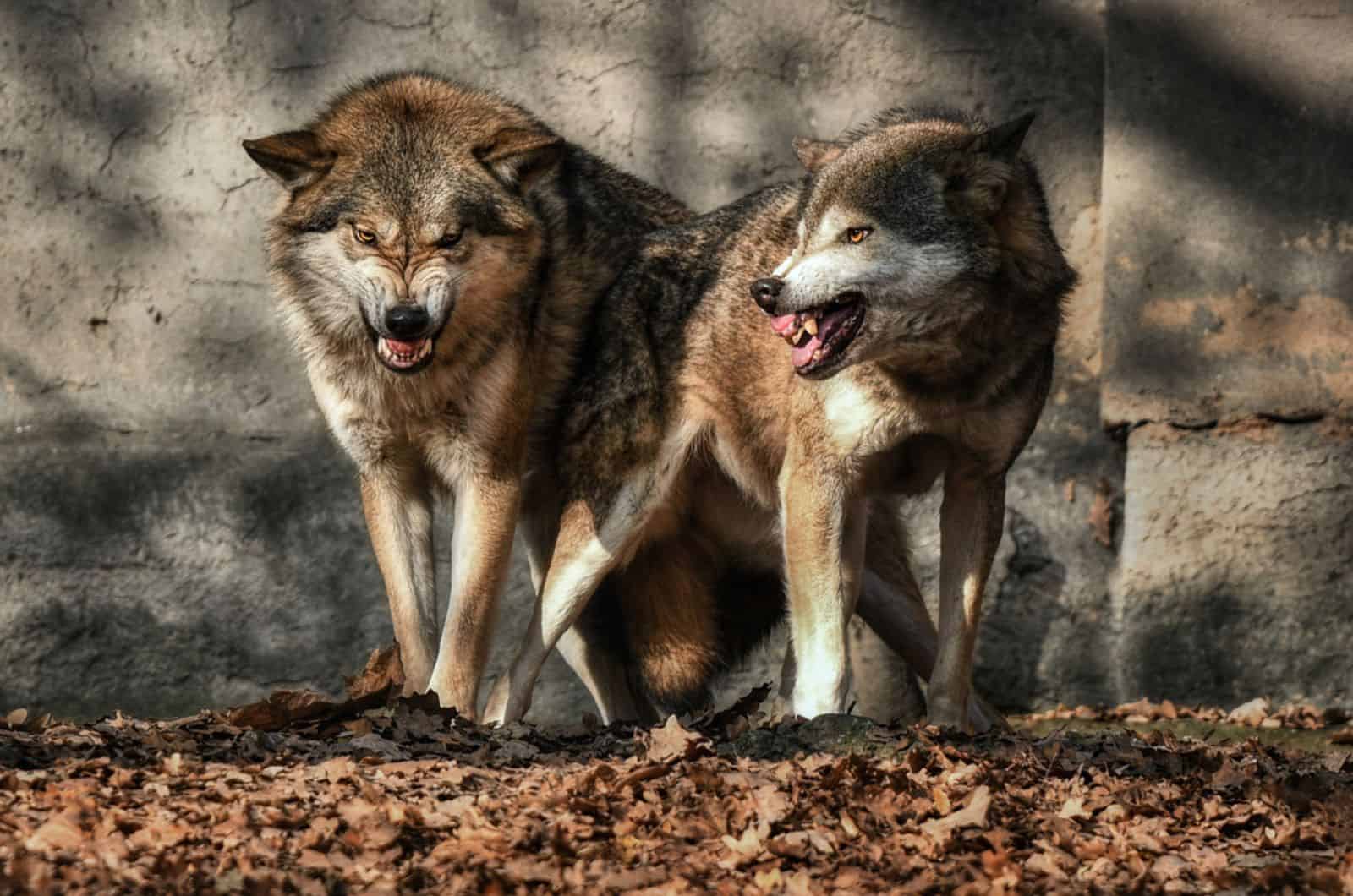 two aggressive wolfs standing near the wall