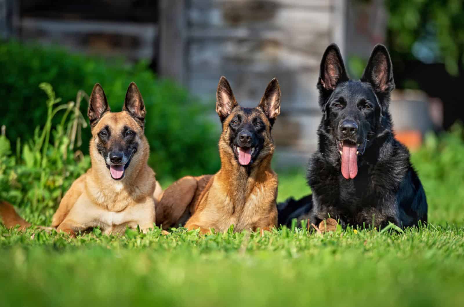 two belgian shepherd malinois and one german shepherd sitting in the grass