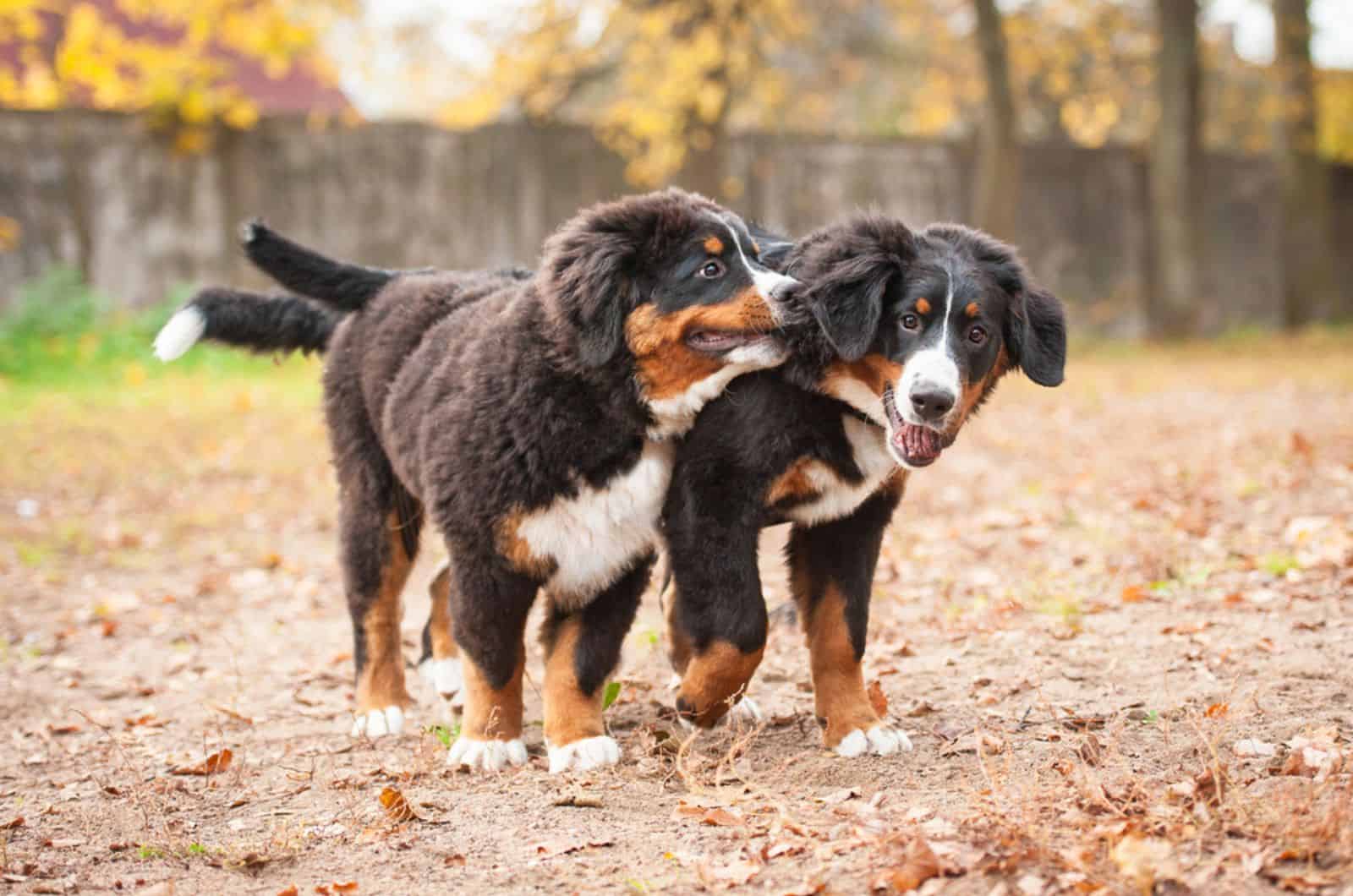 two bernese mountain puppies playing in the park