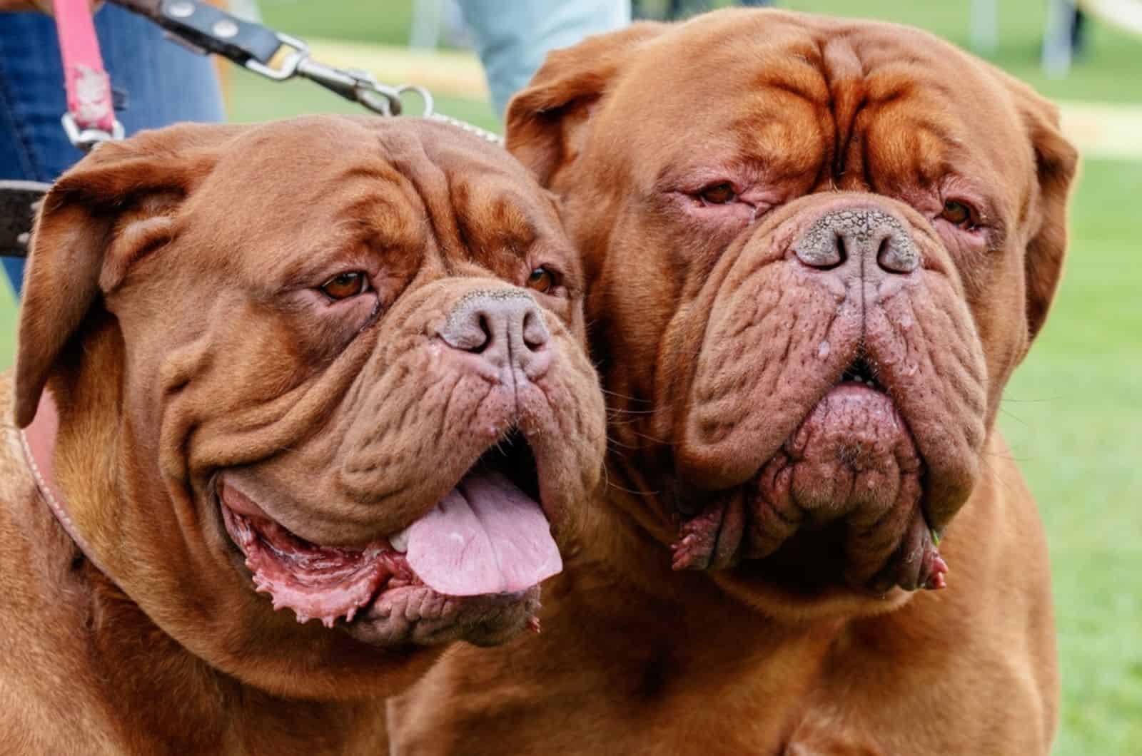 two bordeaux bulldogs in a walk