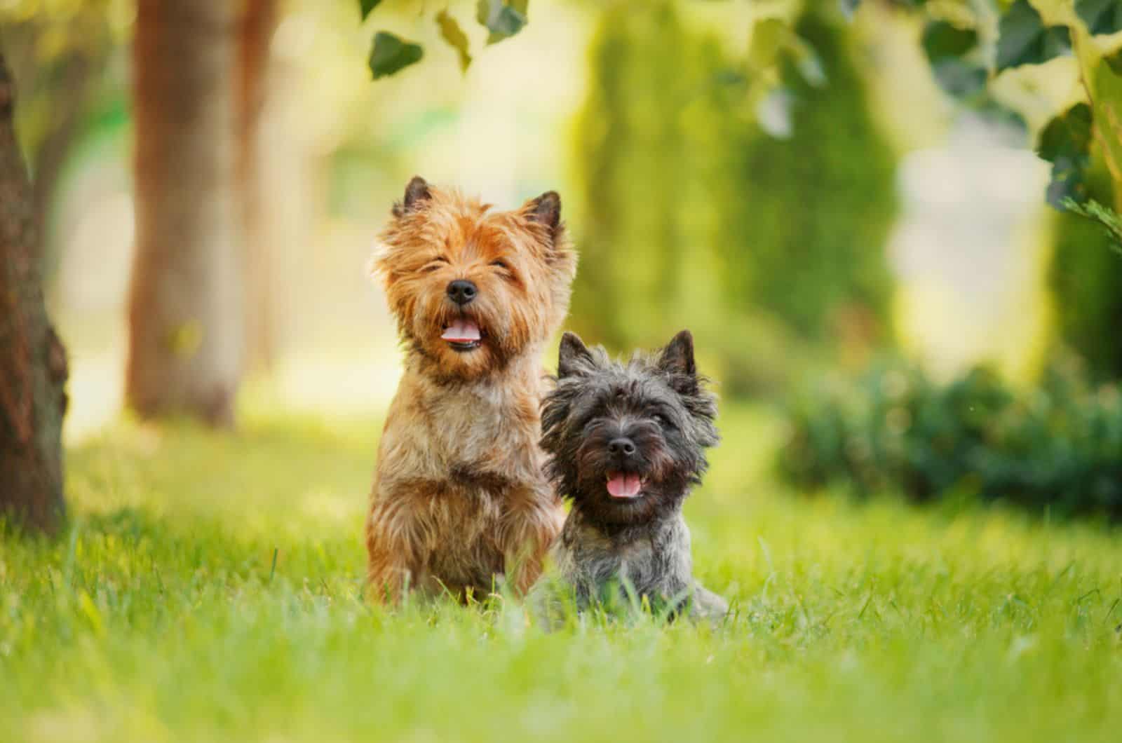 two cairn terrier dogs in the park