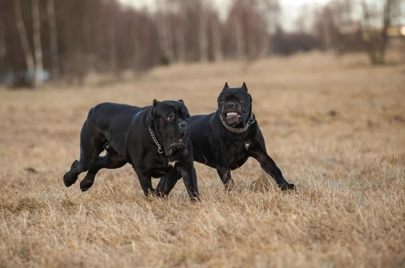 two cane corso dogs playing on a meadow