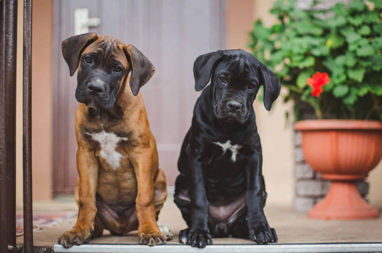 two cane corso puppies standing in front of the house