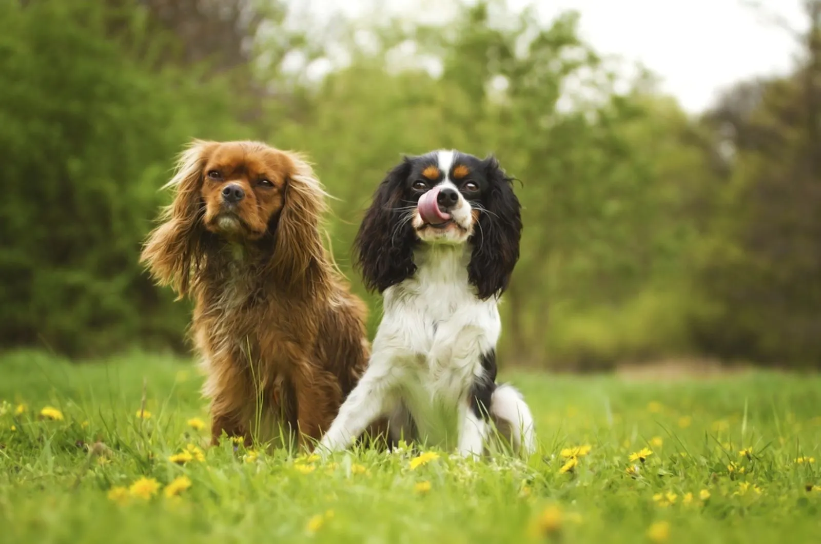 two cavalier king charles spaniel dogs sitting together on the lawn