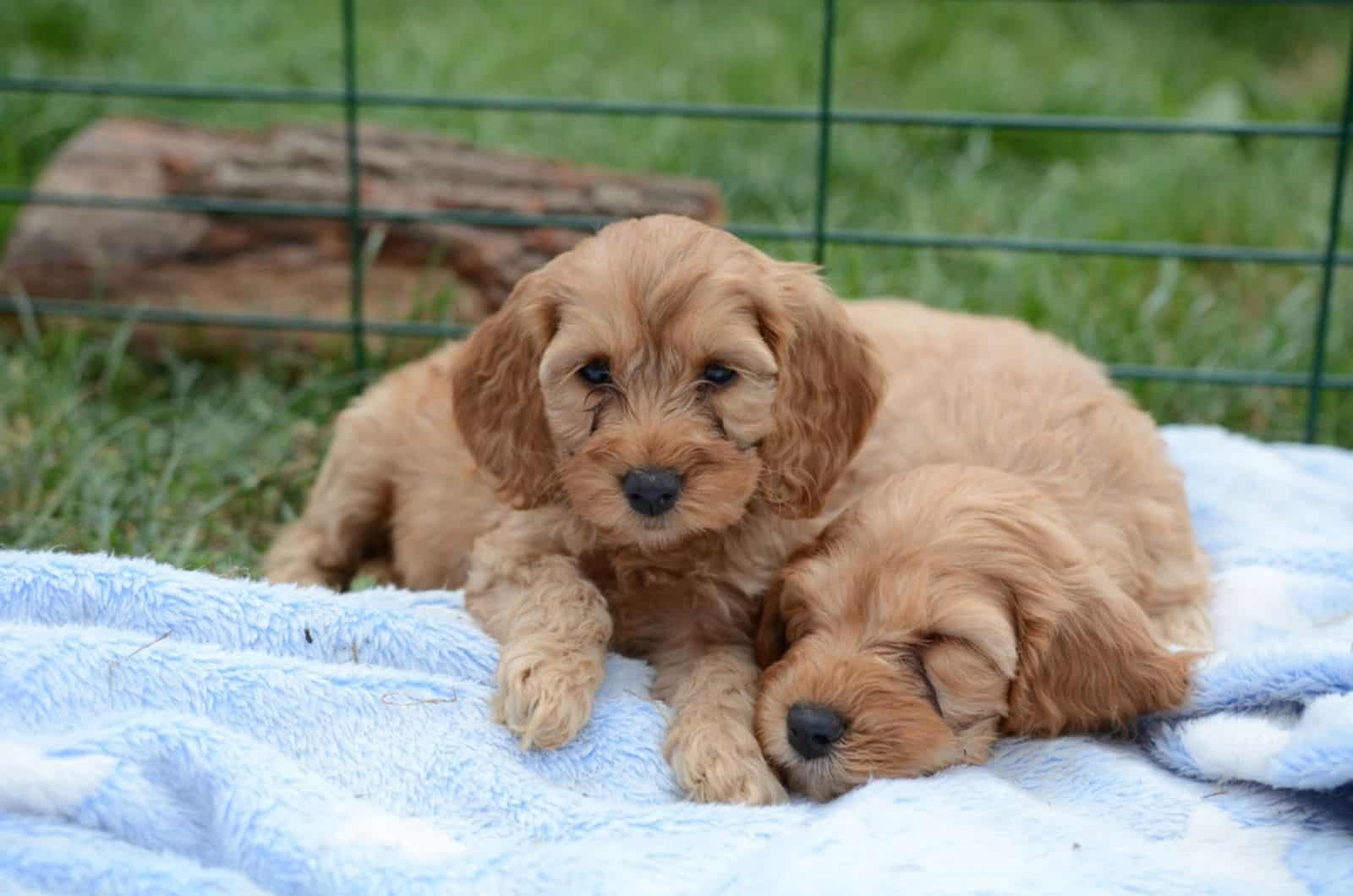 two cockapoo puppies lying on the blanket
