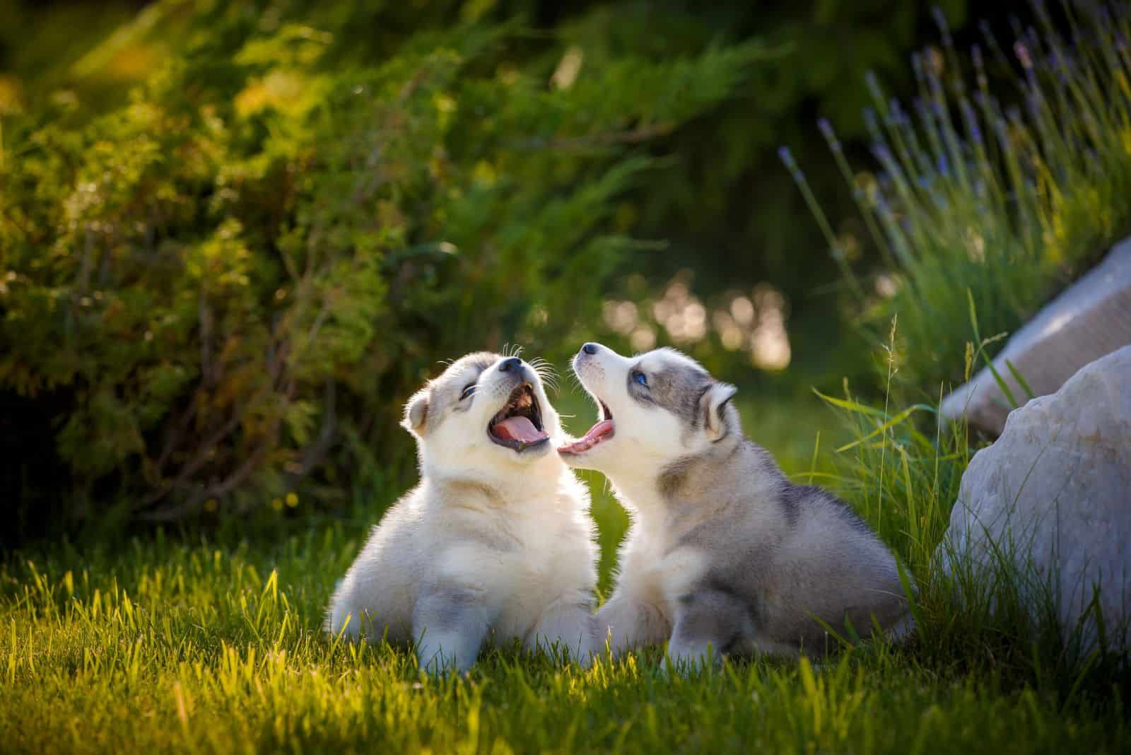 two cute Siberian Huskies puppies are playing in the garden