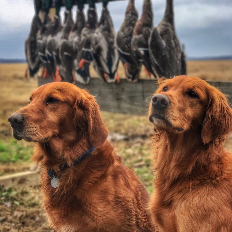 9 Types Of Golden Retrievers Get To Know All Of Them