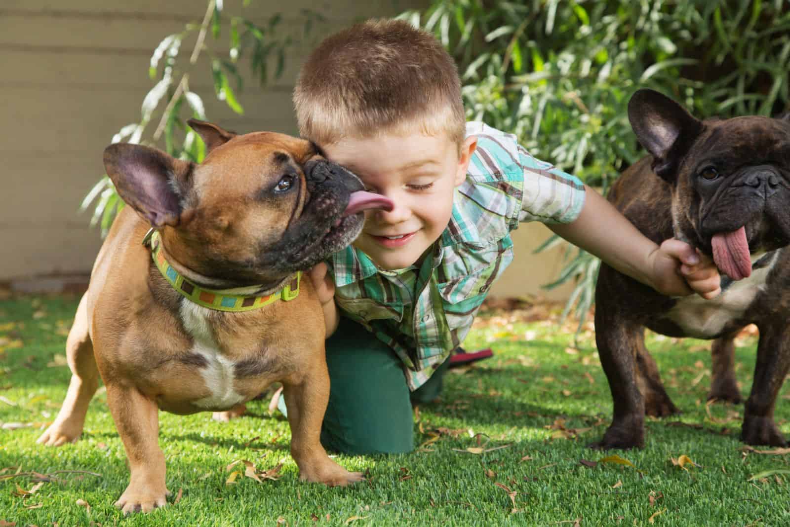 two french bulldogs are playing with a boy in the garden