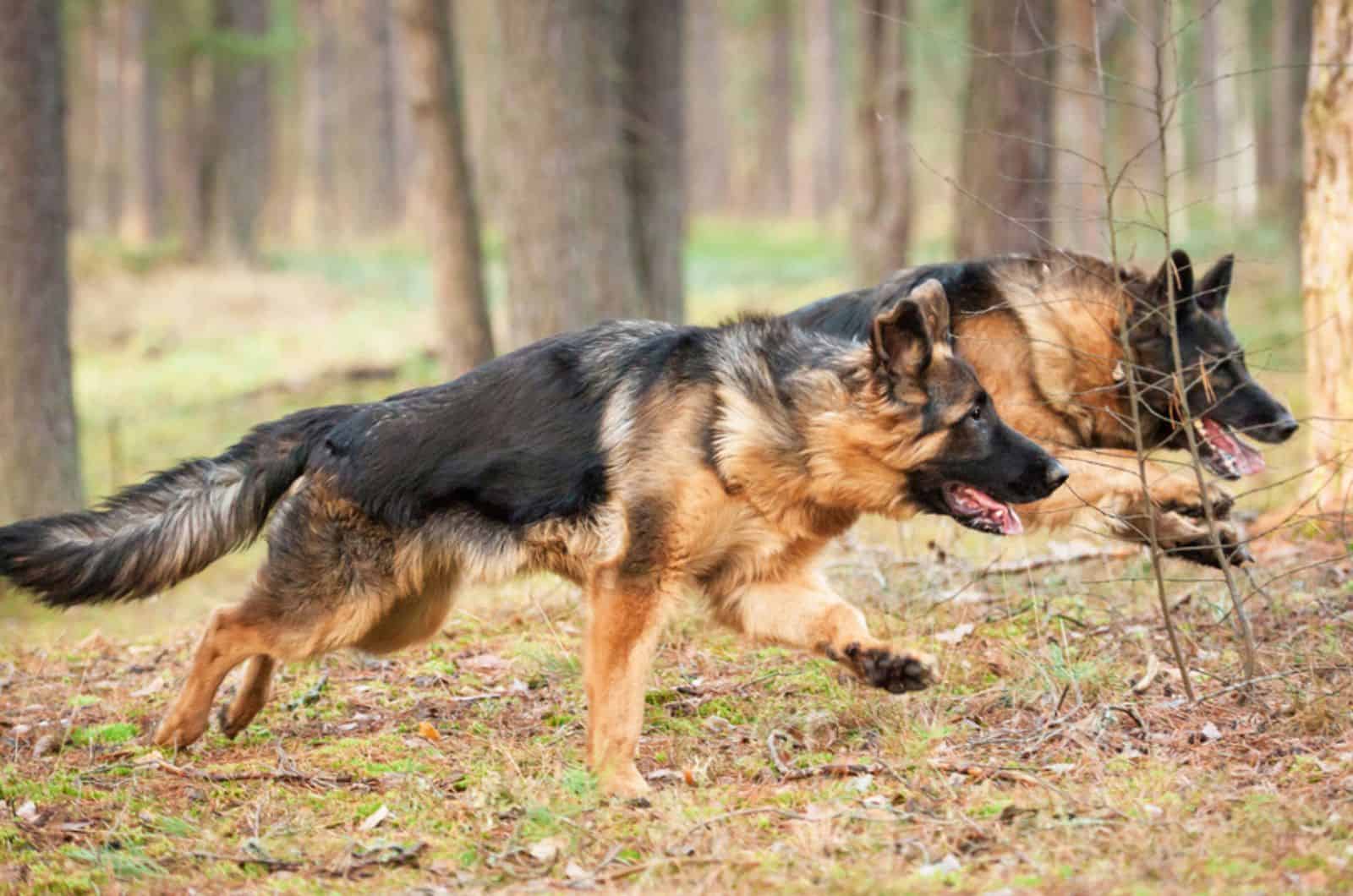 two german shepherd dogs running in forest