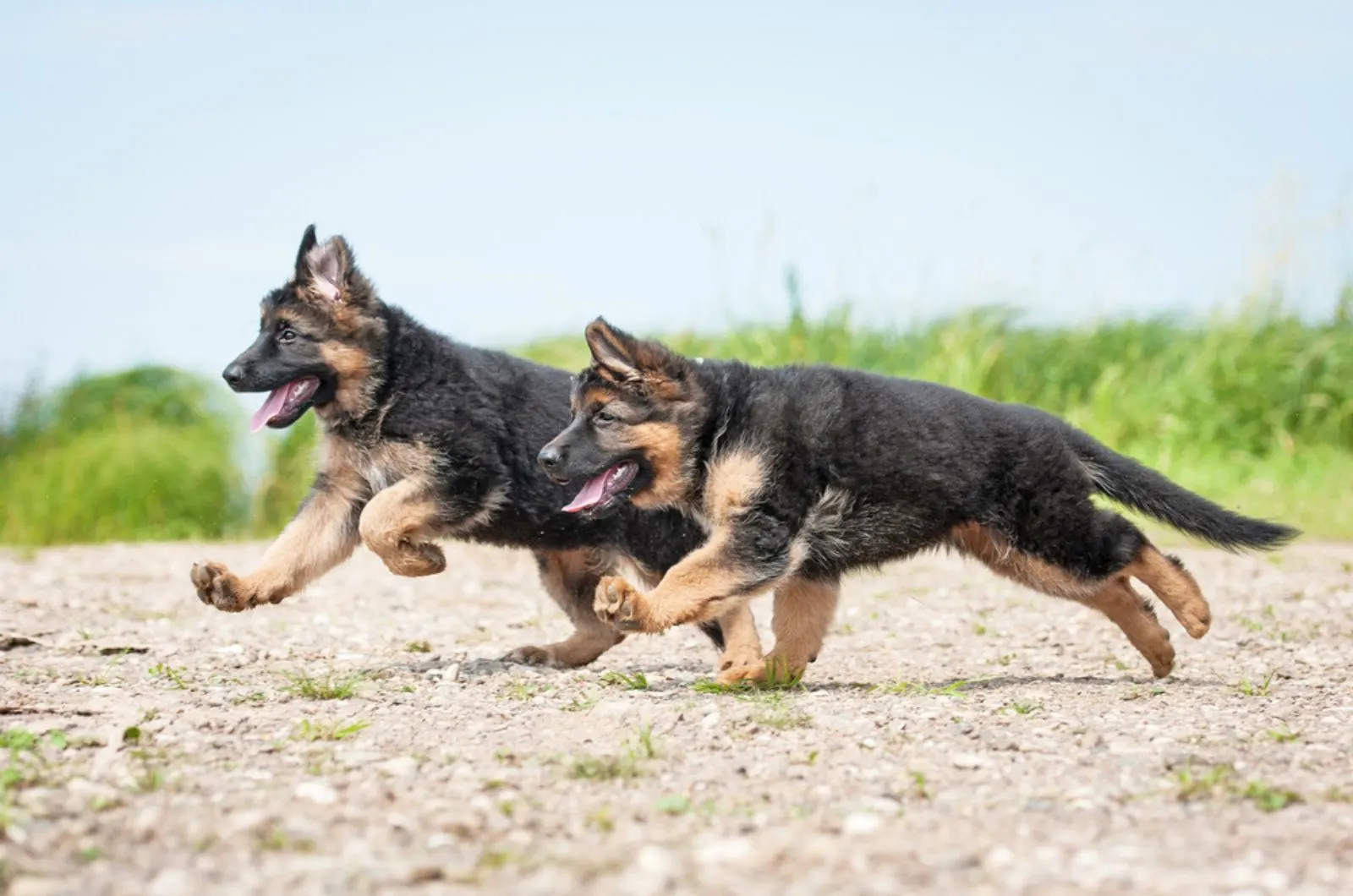 two german shepherd puppies running together
