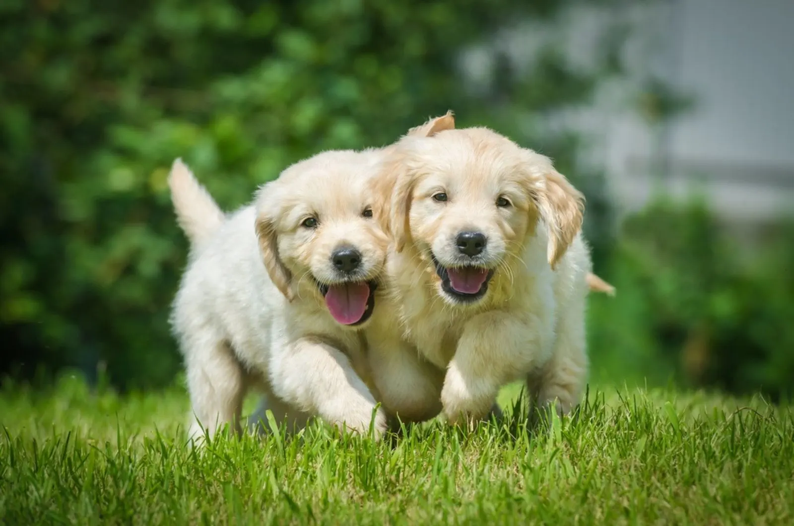 two golden retriever puppies running in the yard