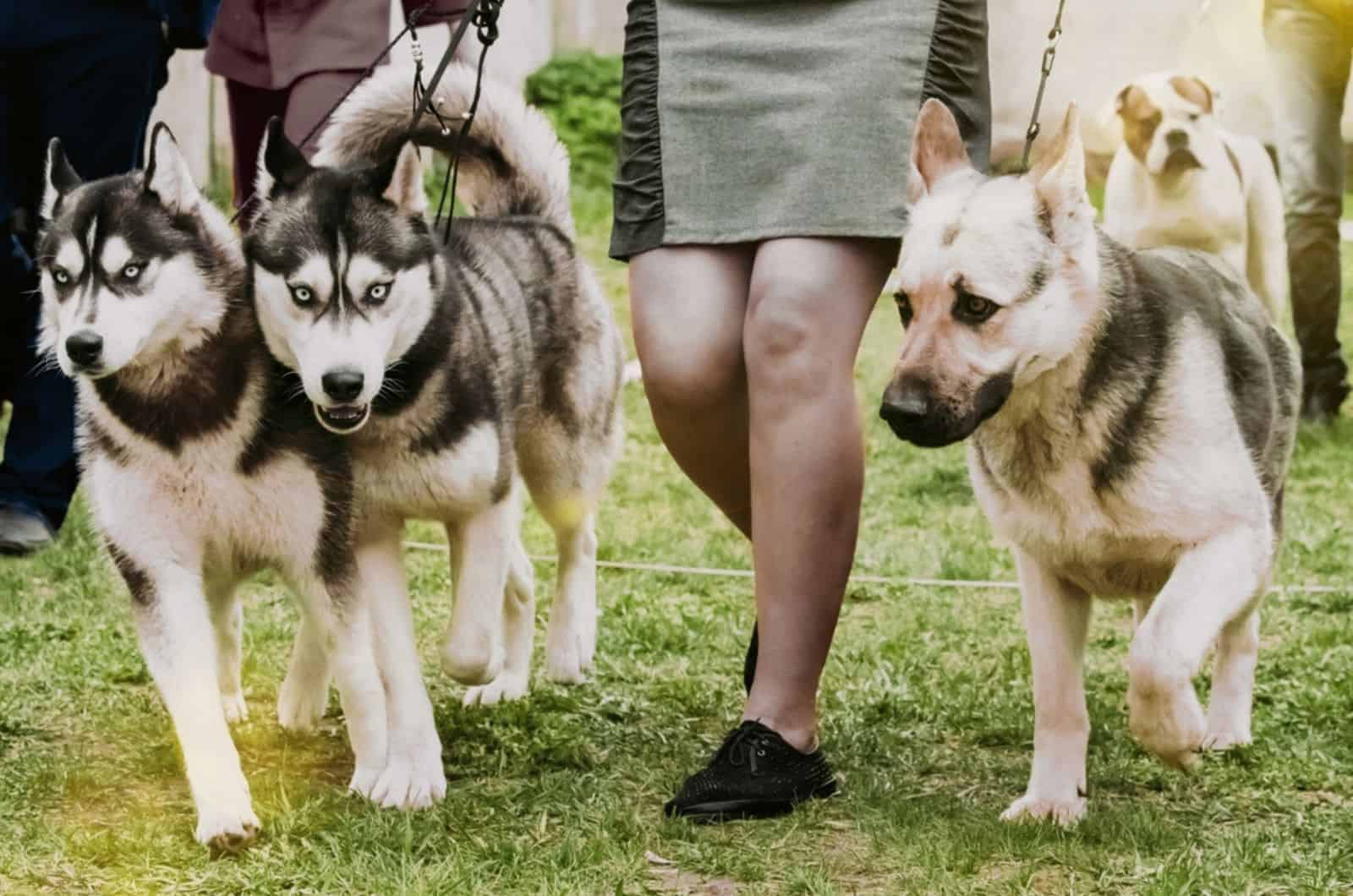 two huskies and german shepherd on a leash