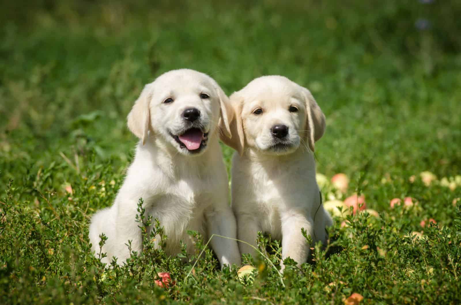 two labrador puppies sitting in a meadow