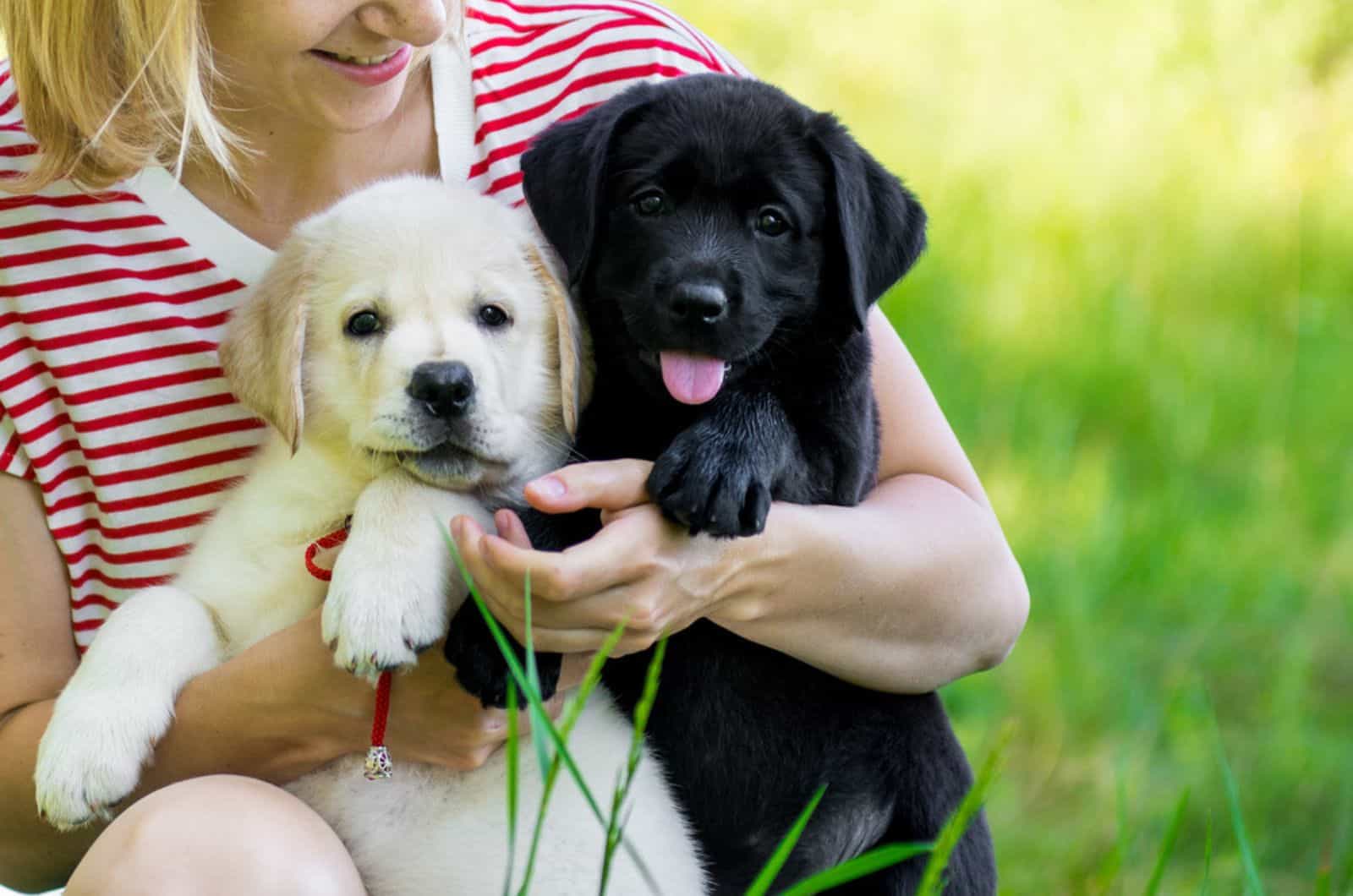 two labrador retriever puppies in woman's hands