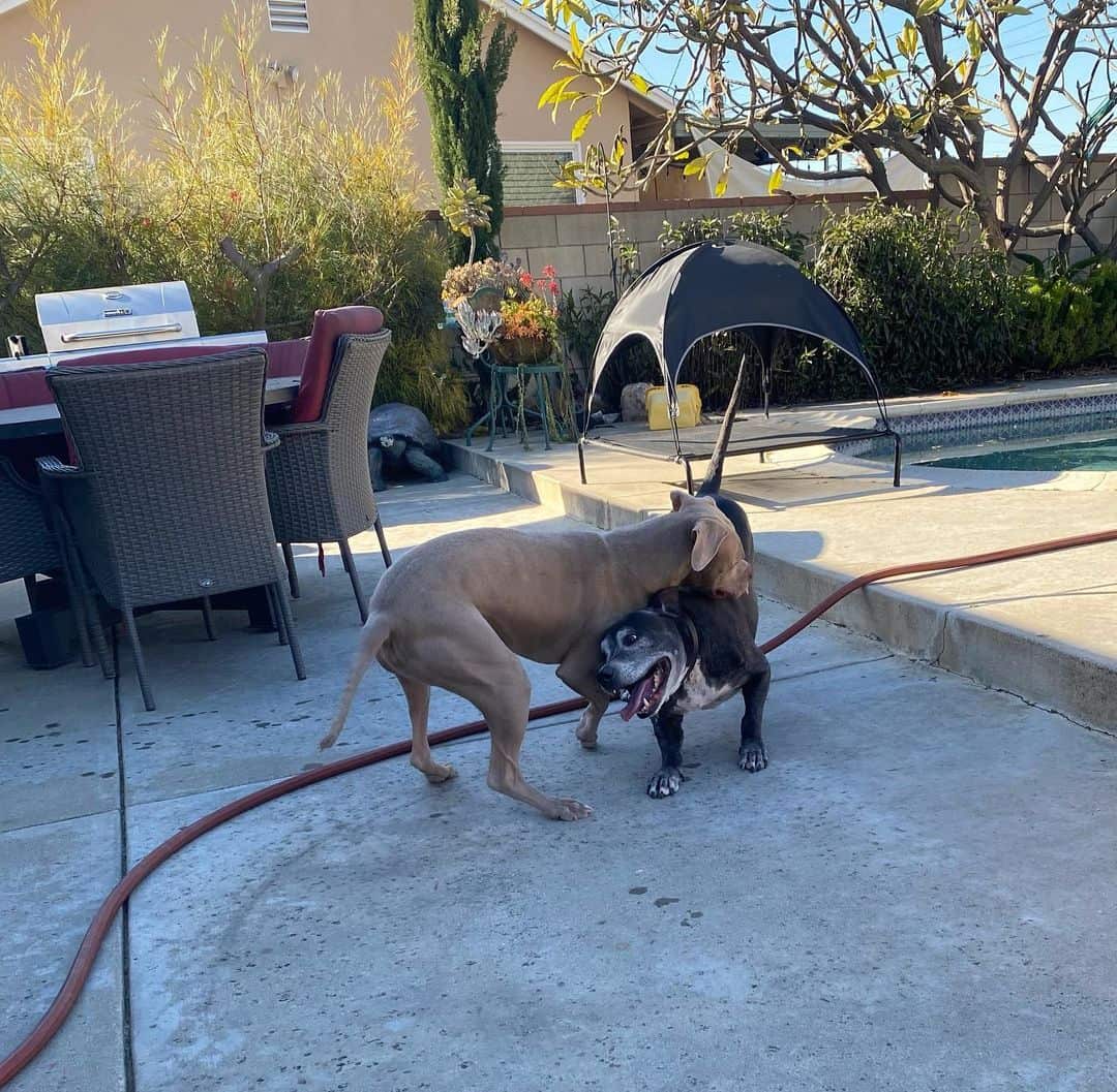 two pit bulls are fighting on the sidewalk