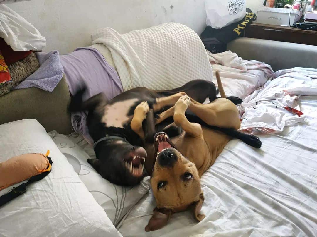 two pit bulls are lying on the bed and playing