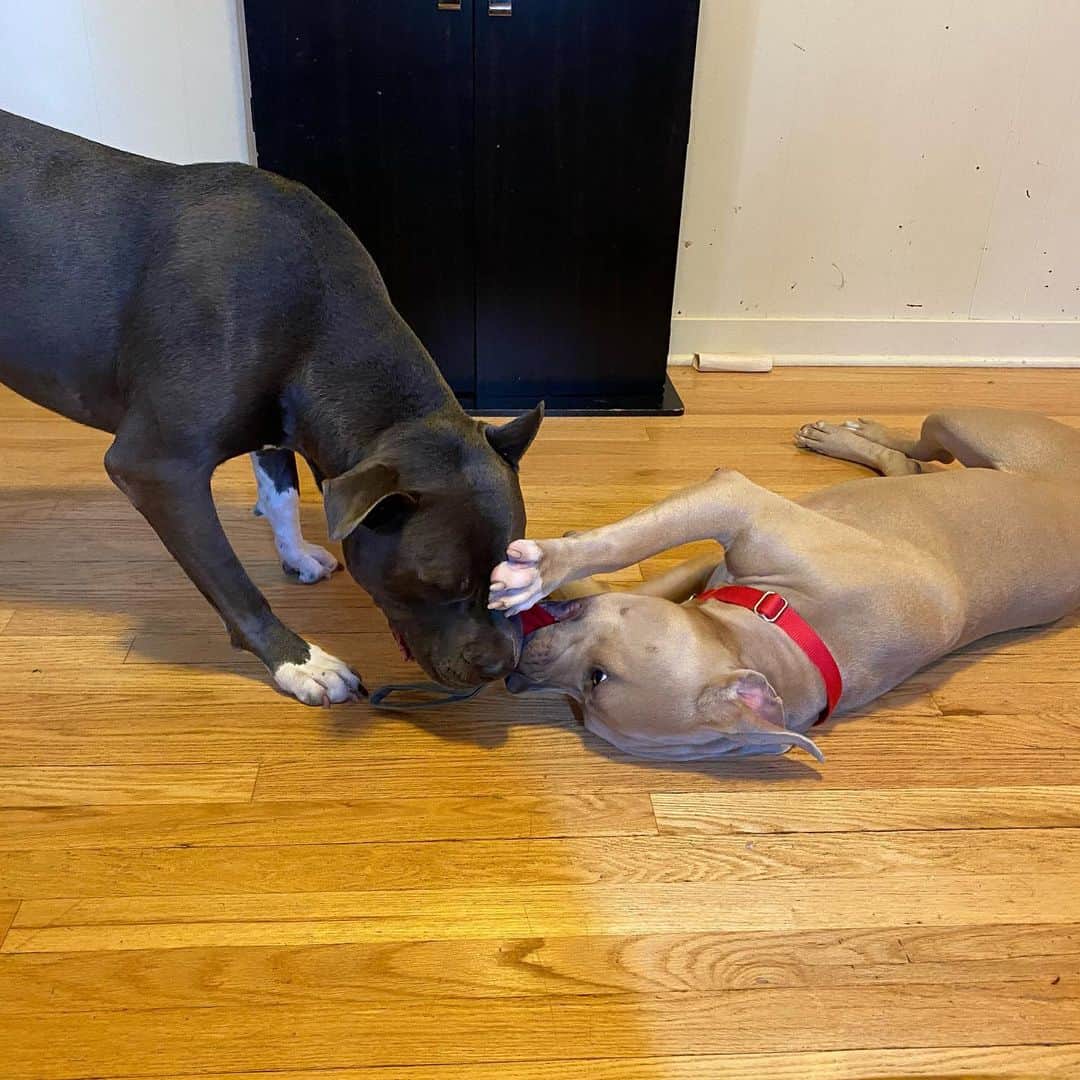 two pit bulls are playing in the house