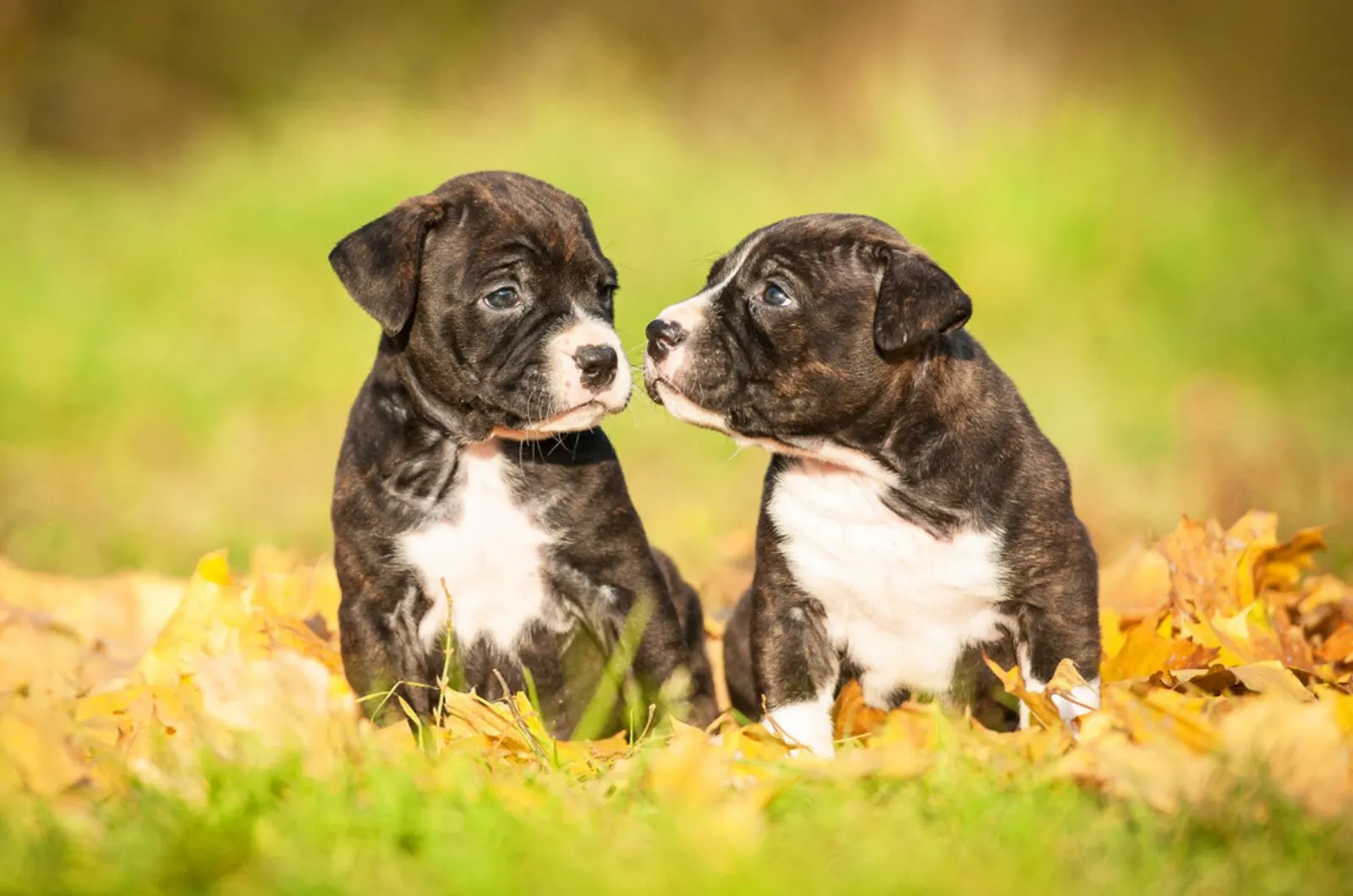 two staffordshire bull terrier puppies sitting on a fallen leaves