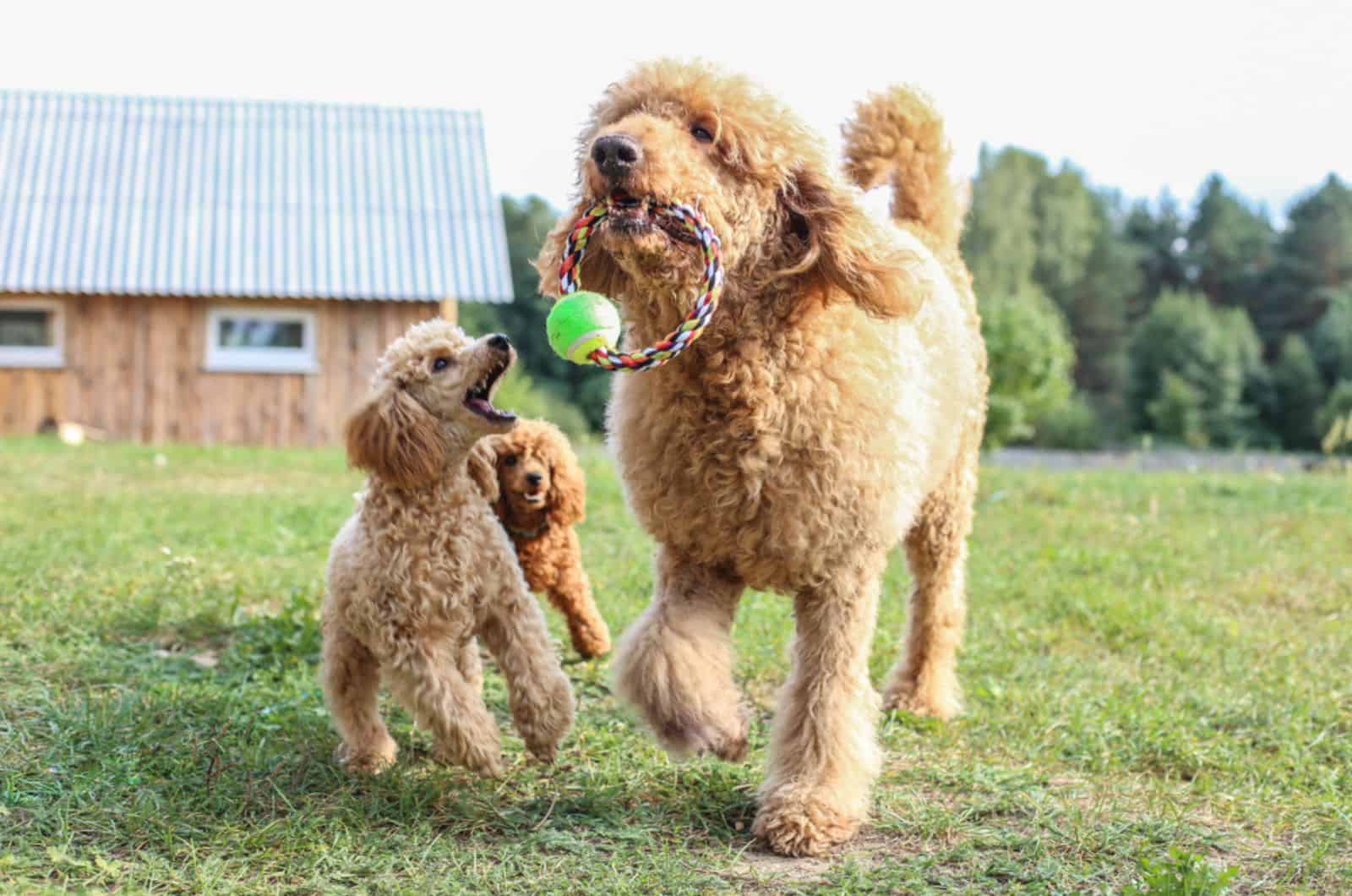 two toy and one standrard poodle playing together