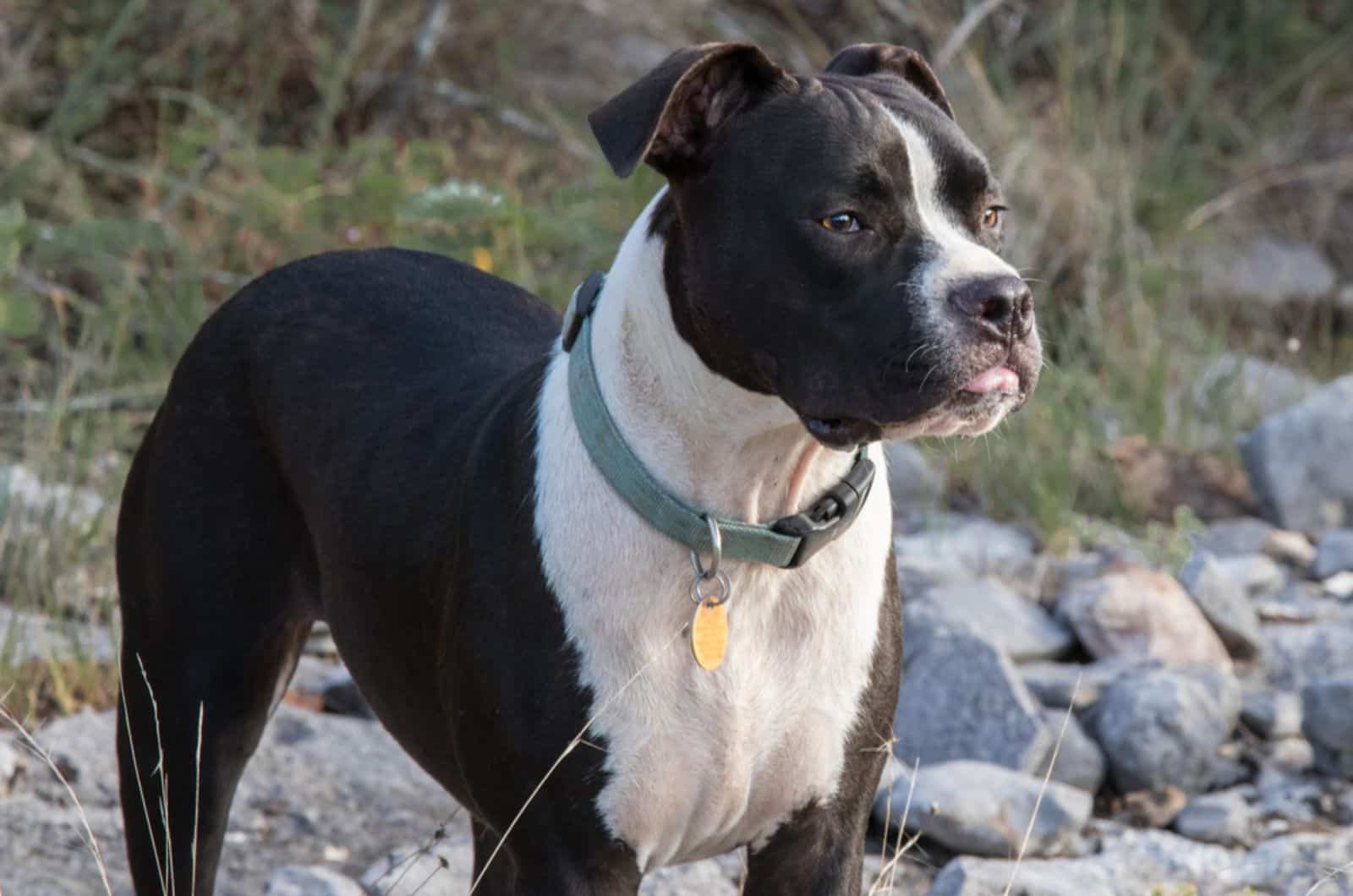 valley bulldog in nature