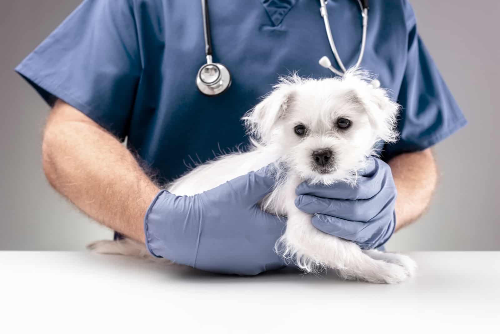 vet examining a maltese puppy