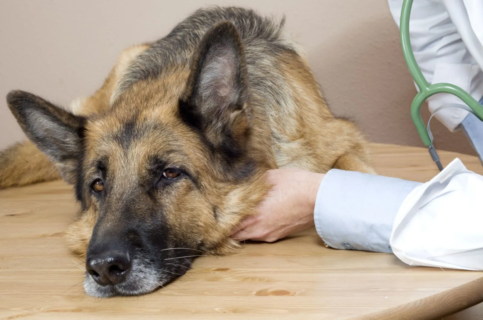 vet examining a sick german shepherd at clinic