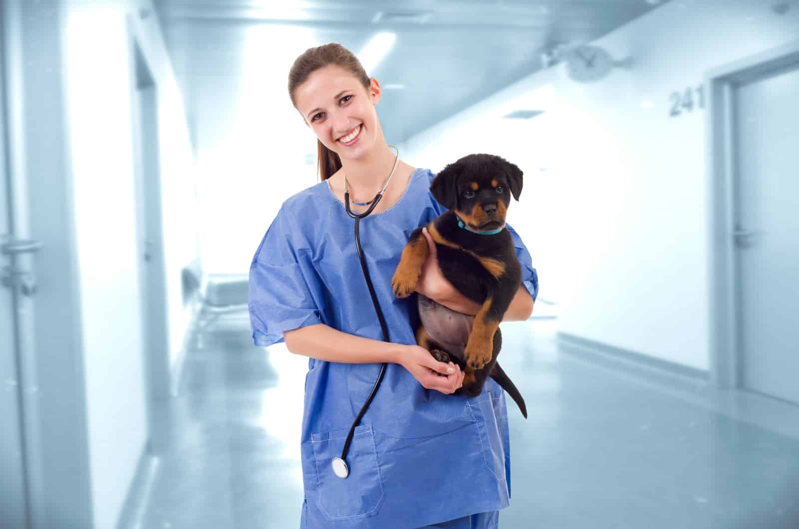 vet holding Rottweiler puppy
