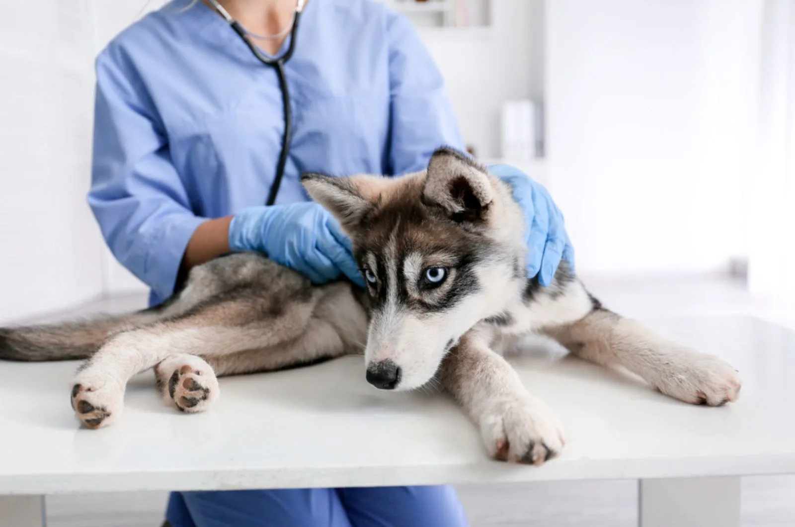 veterinarian examining husky in clinic