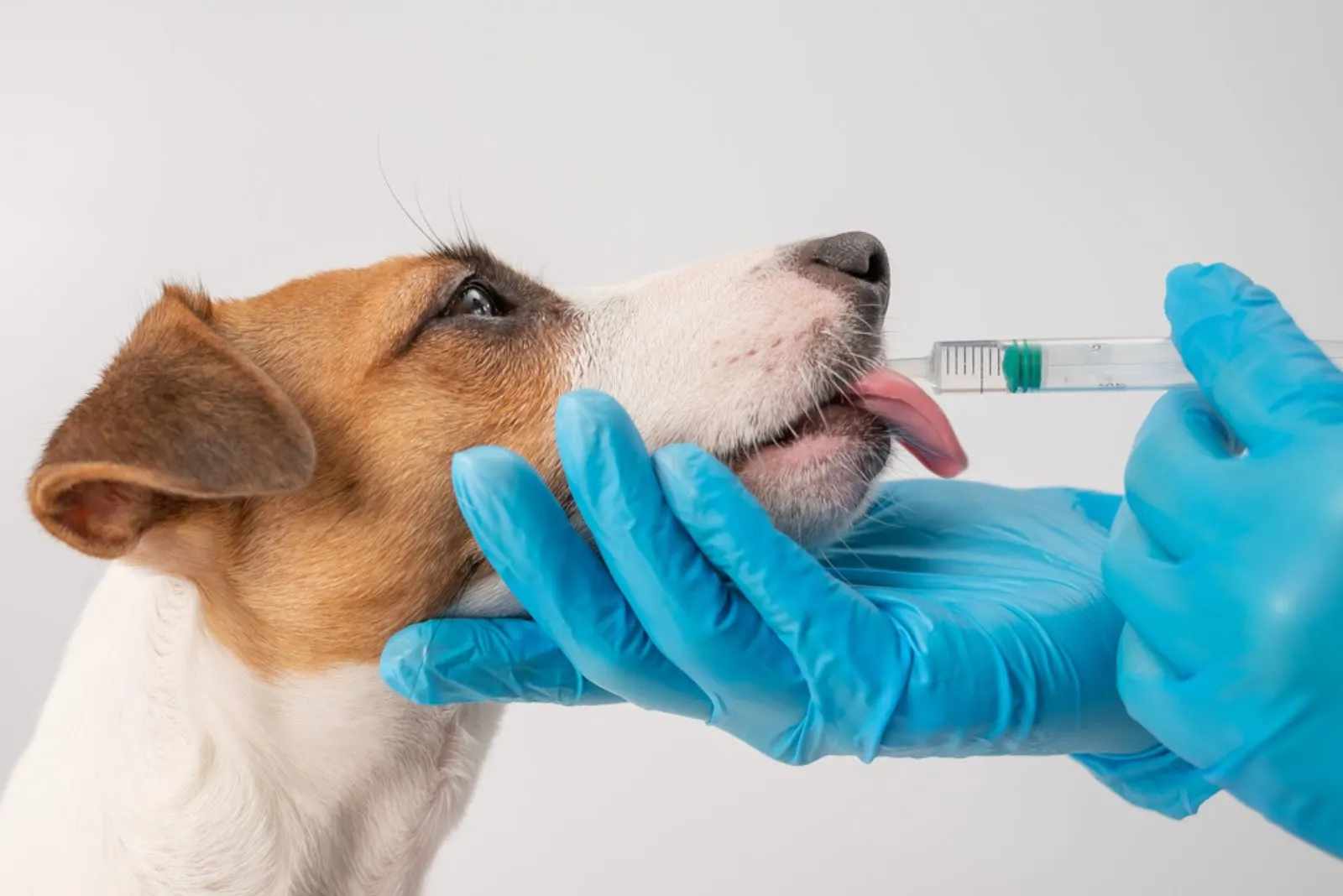 veterinarian injecting medicine from a syringe into a dog's mouth