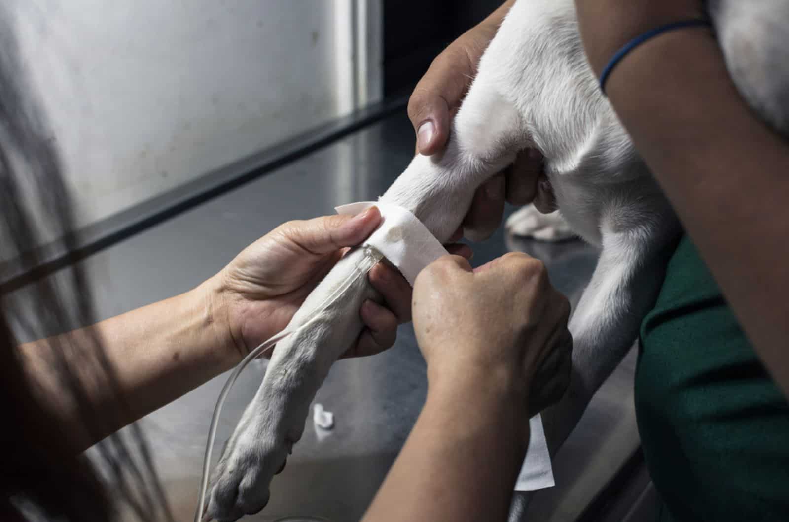 veterinarian secures an IV drip line on a sick dog's leg