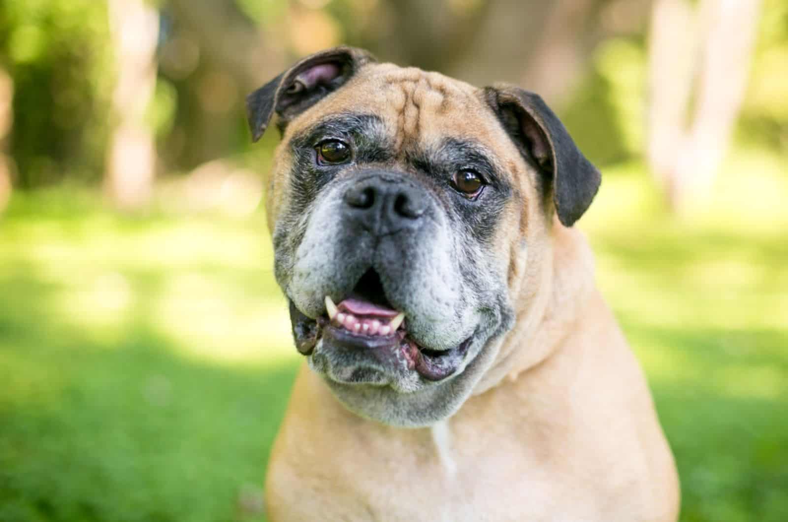 victorian bulldog in the park