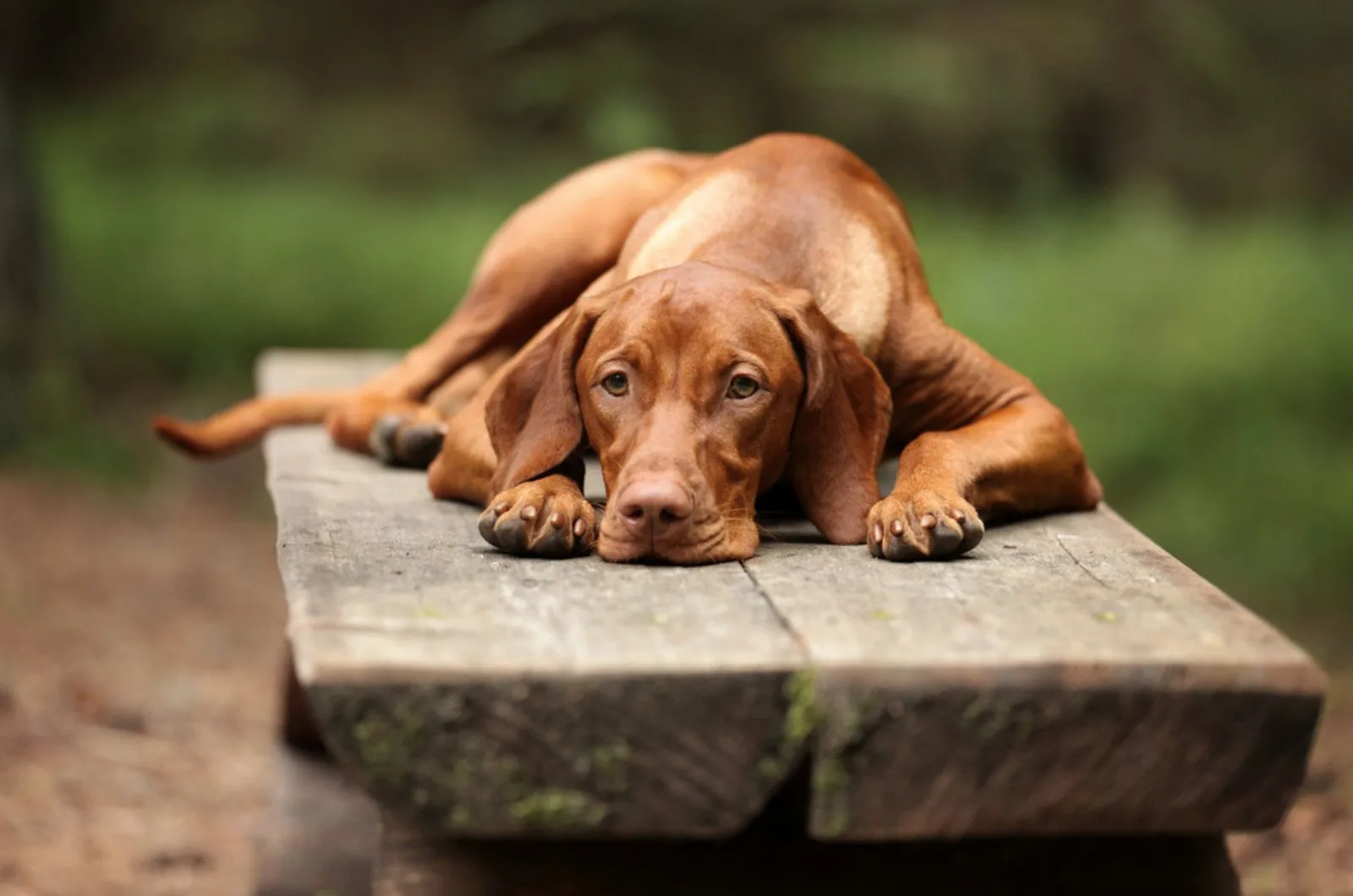 vizsla dog lying on the bench