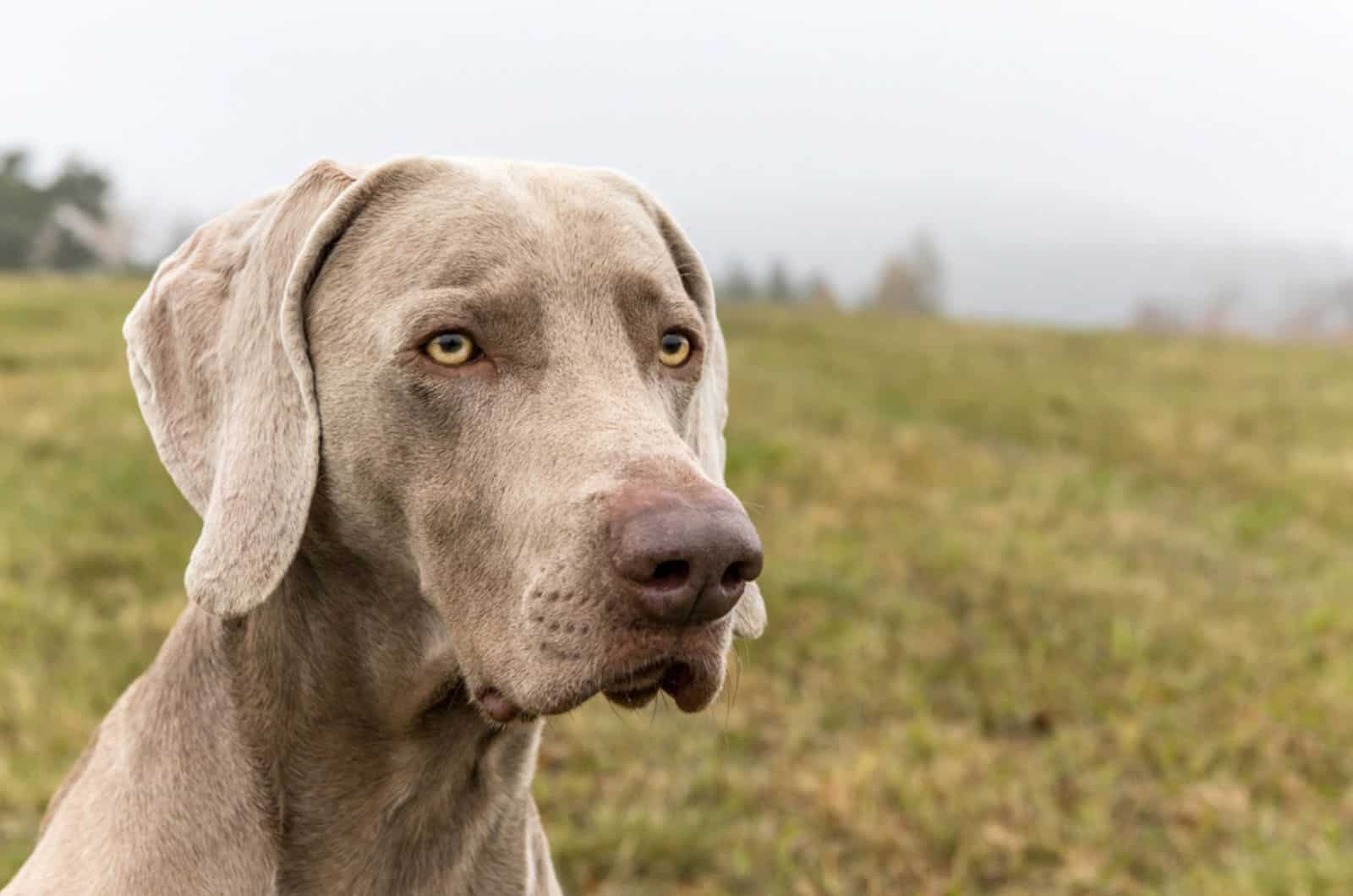 weimaraner dog in nature