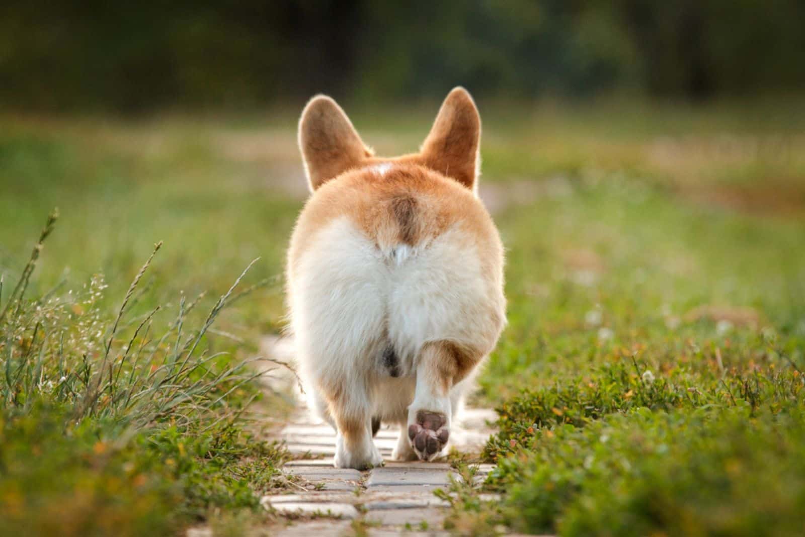 welsh corgi walking outdoor in summer park