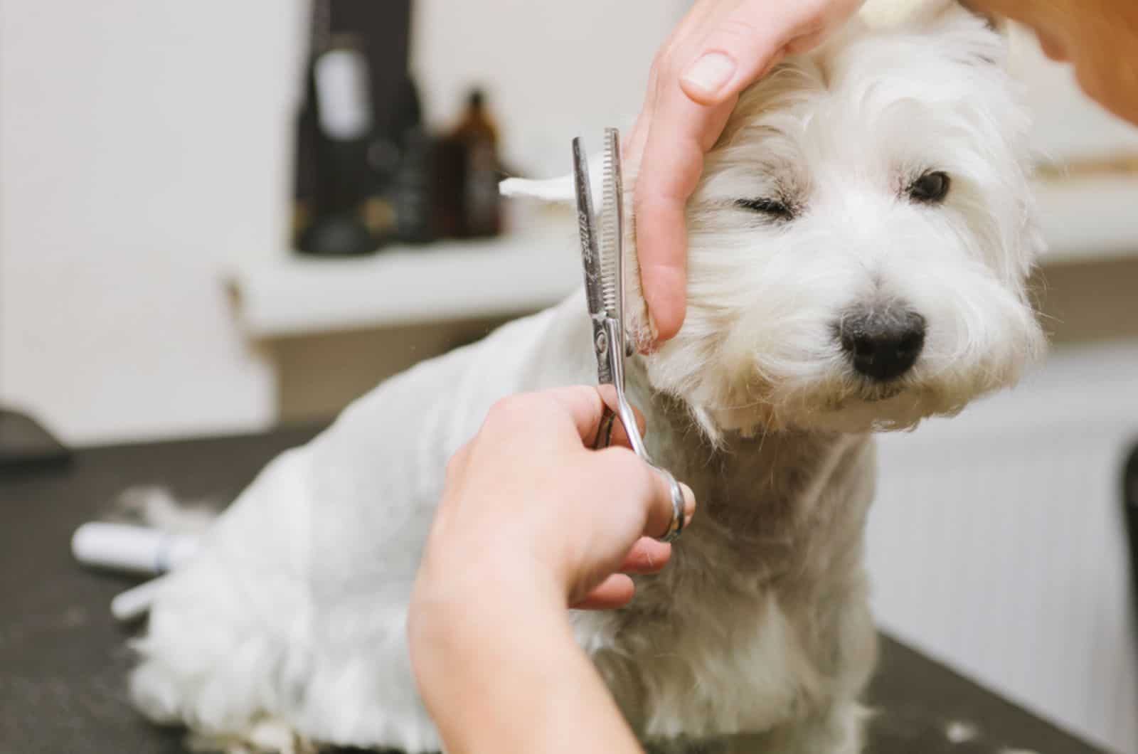 west highland white terrier dog having a haircut in grooming salon