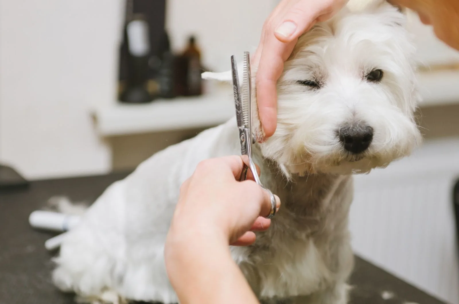Why Westies Are The Worst? 13 Reasons To Think About