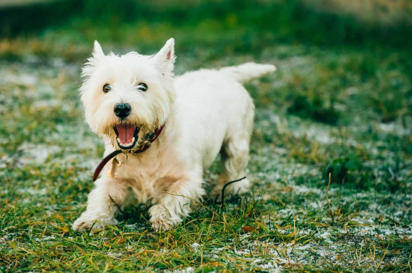 west highland white terrier dog running in the park