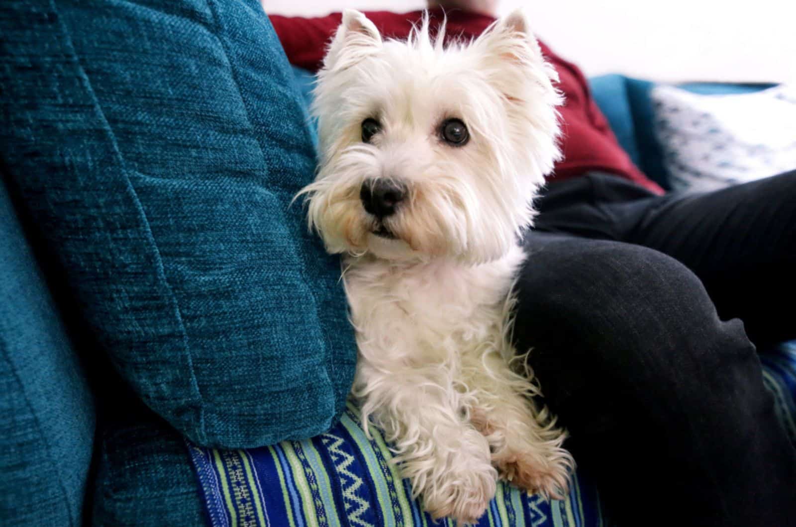 west highland white terrier dog sitting on the couch