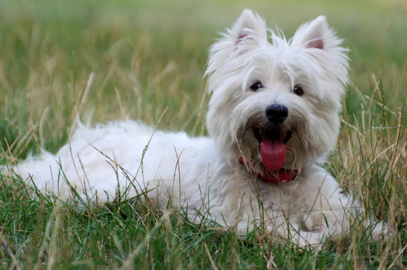 west highland white terrier dog lying in the grass