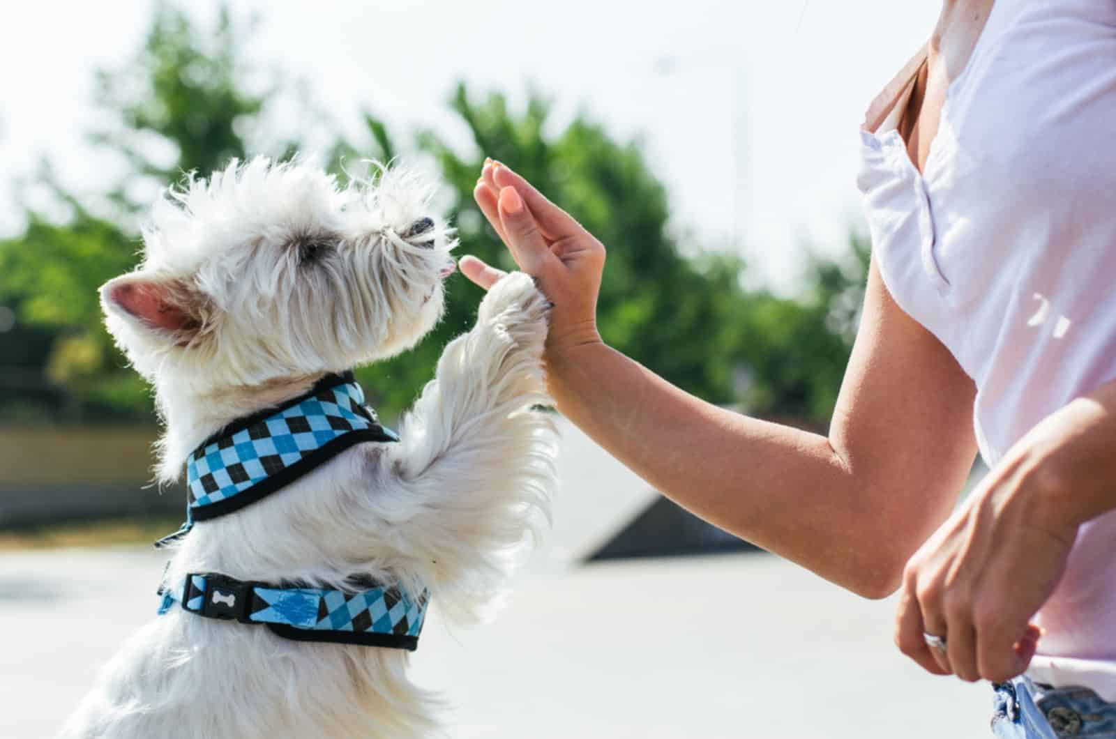 westie dog give a high five to female owner