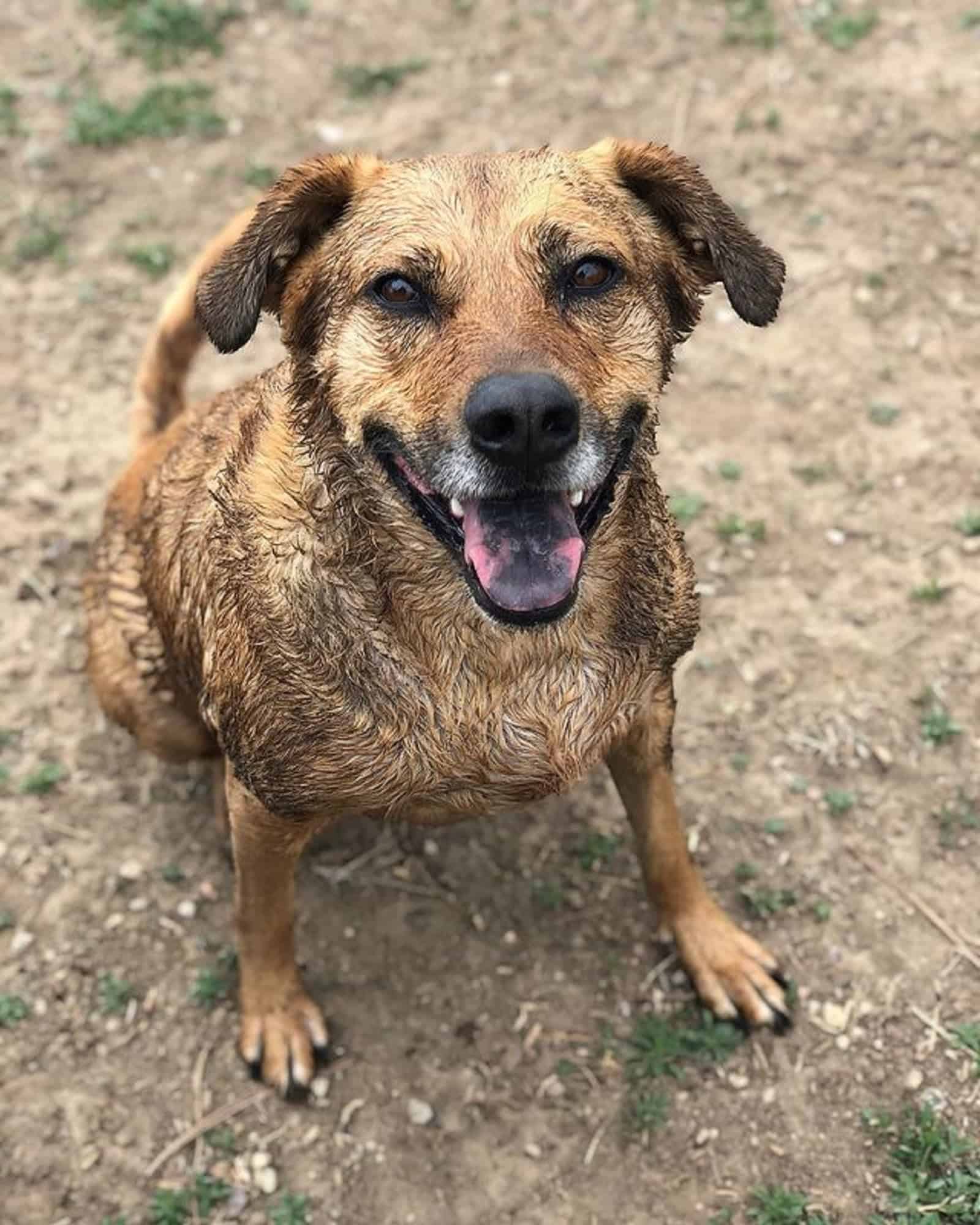 wet rhodesian ridgeback german shepherd looking into camera