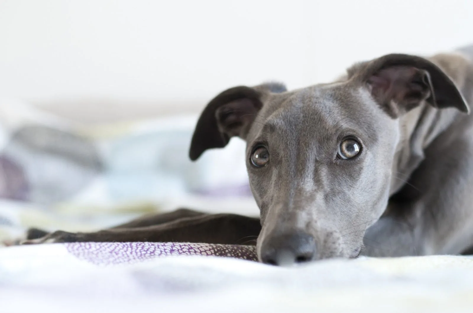 whippet dog lying on the bed