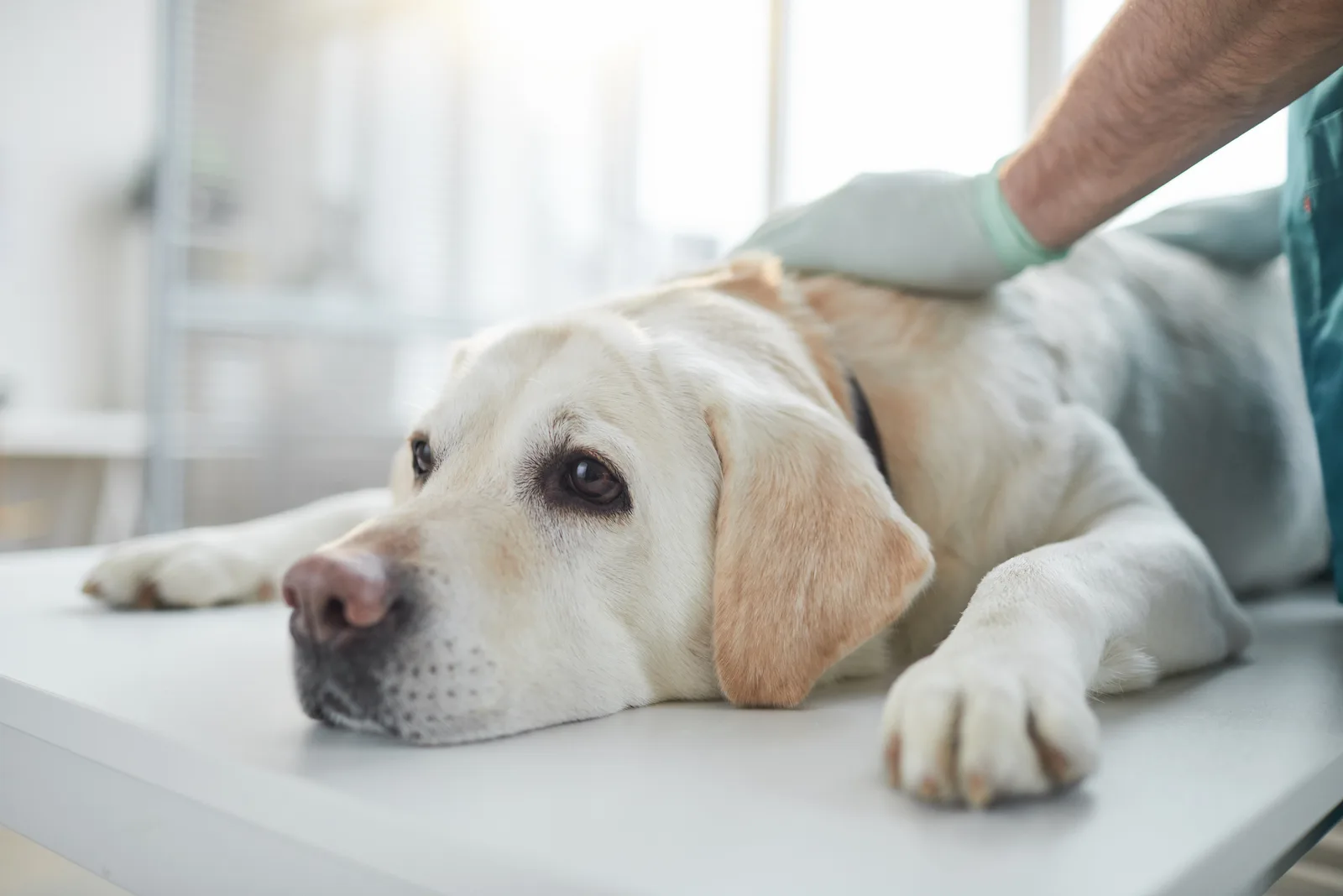 white Labrador dog lying on examination table in vet clinic