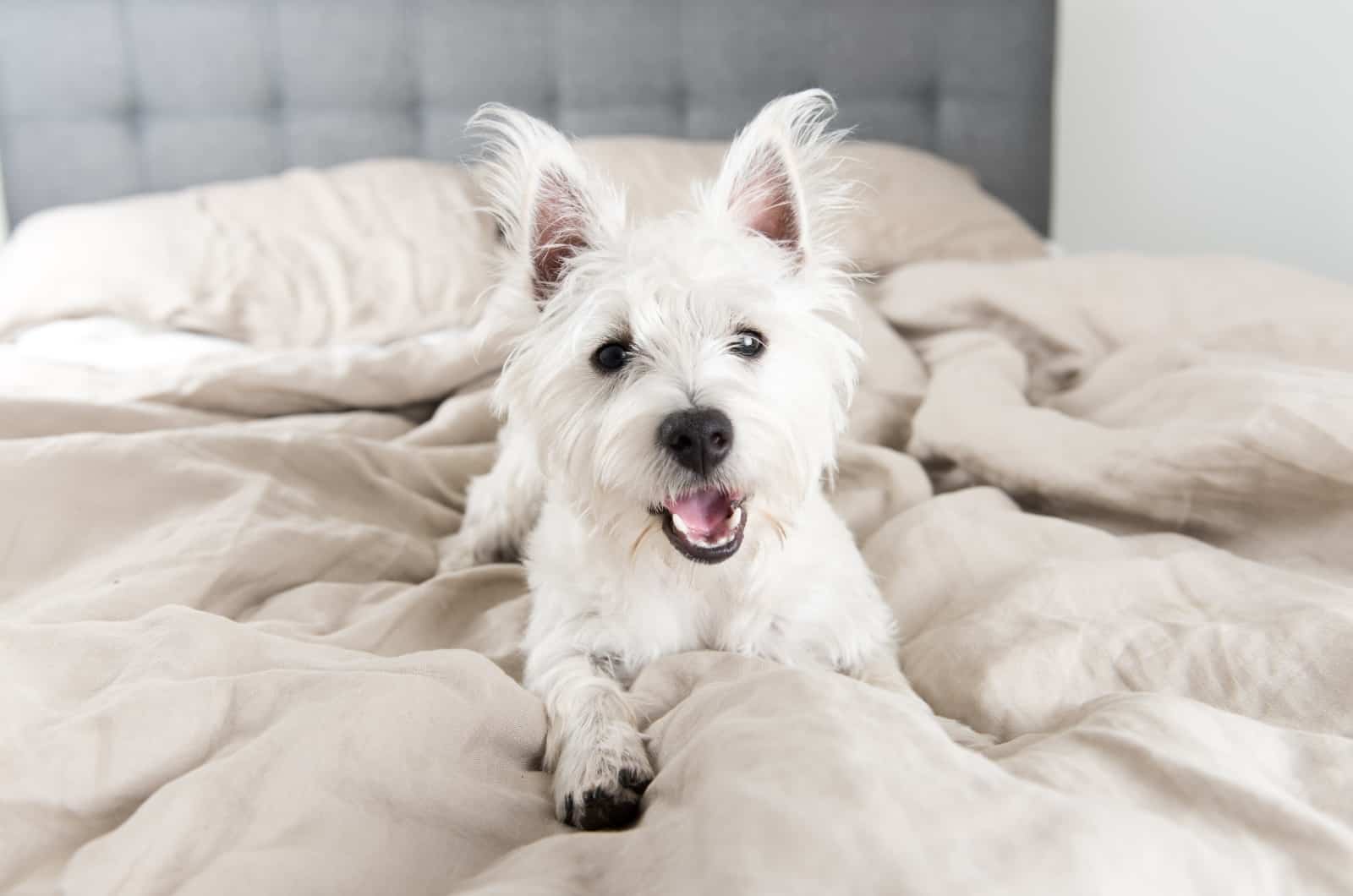 white dog lying on bed