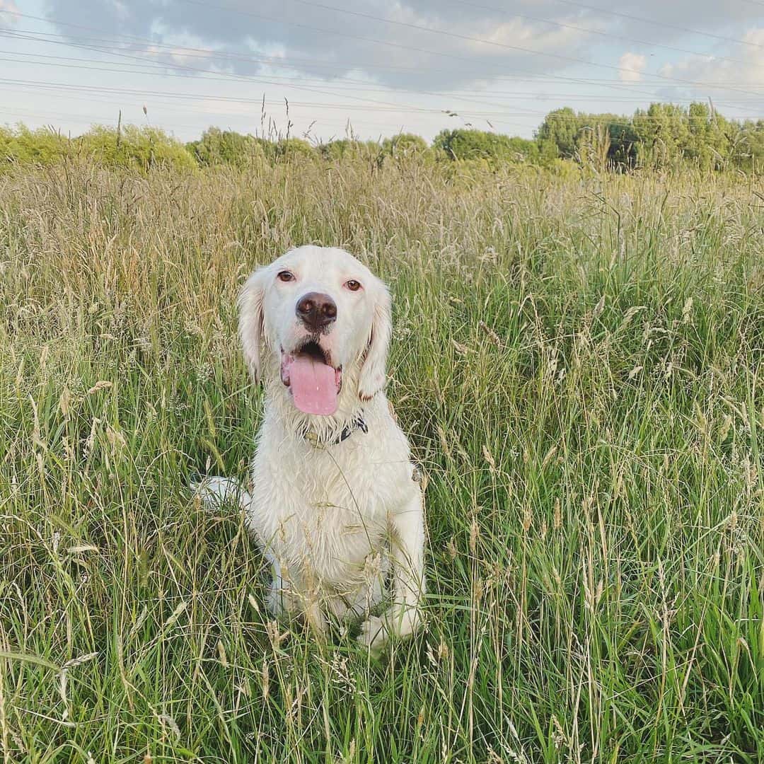 white dog sitting in grass