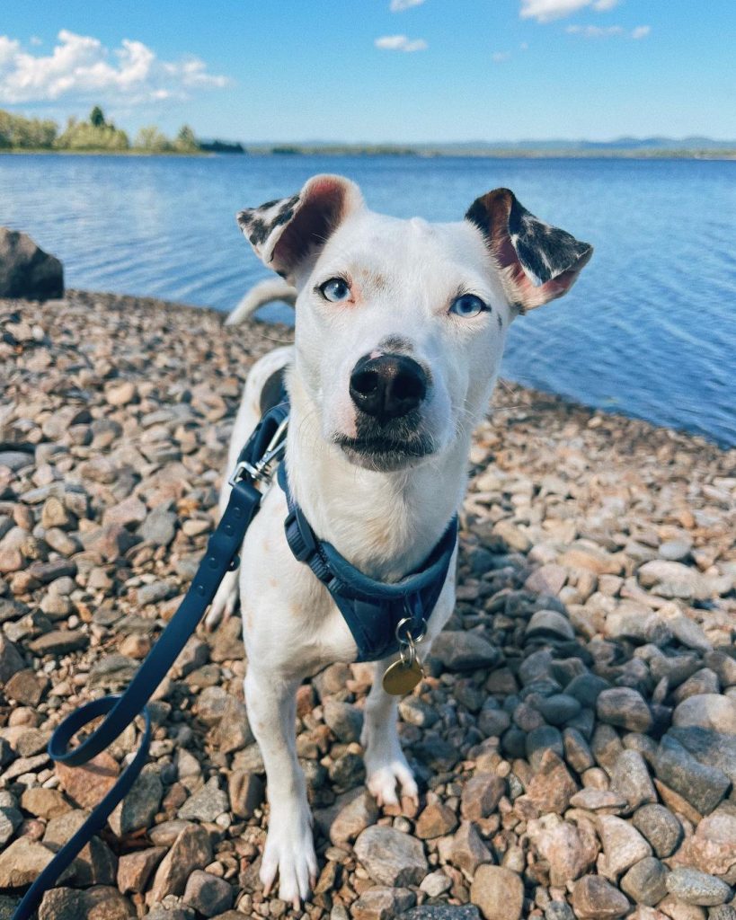 Jack Russell Dachshund Mix Everything On The Jackshund