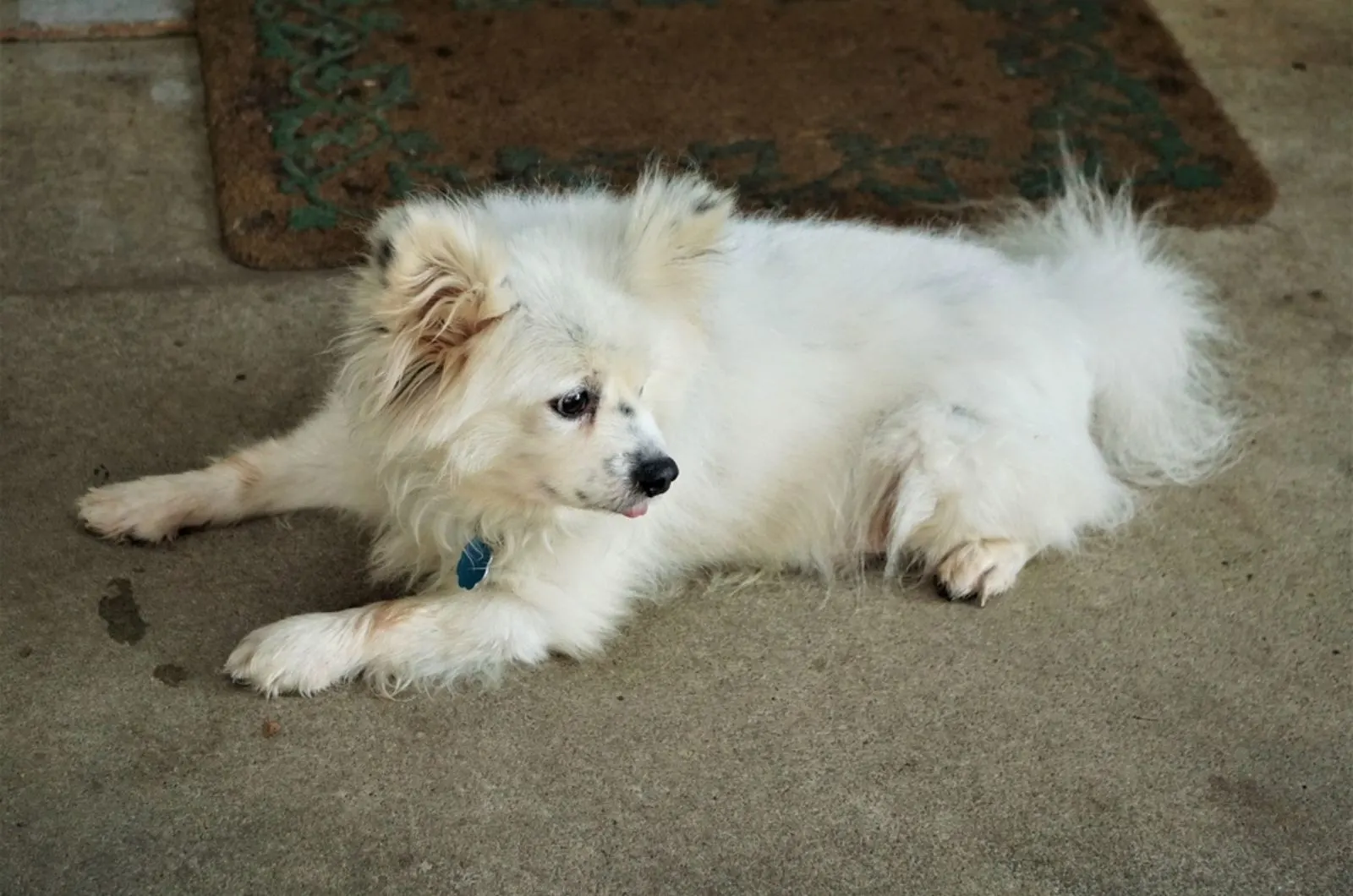 white male maltipom lying on the cement floor