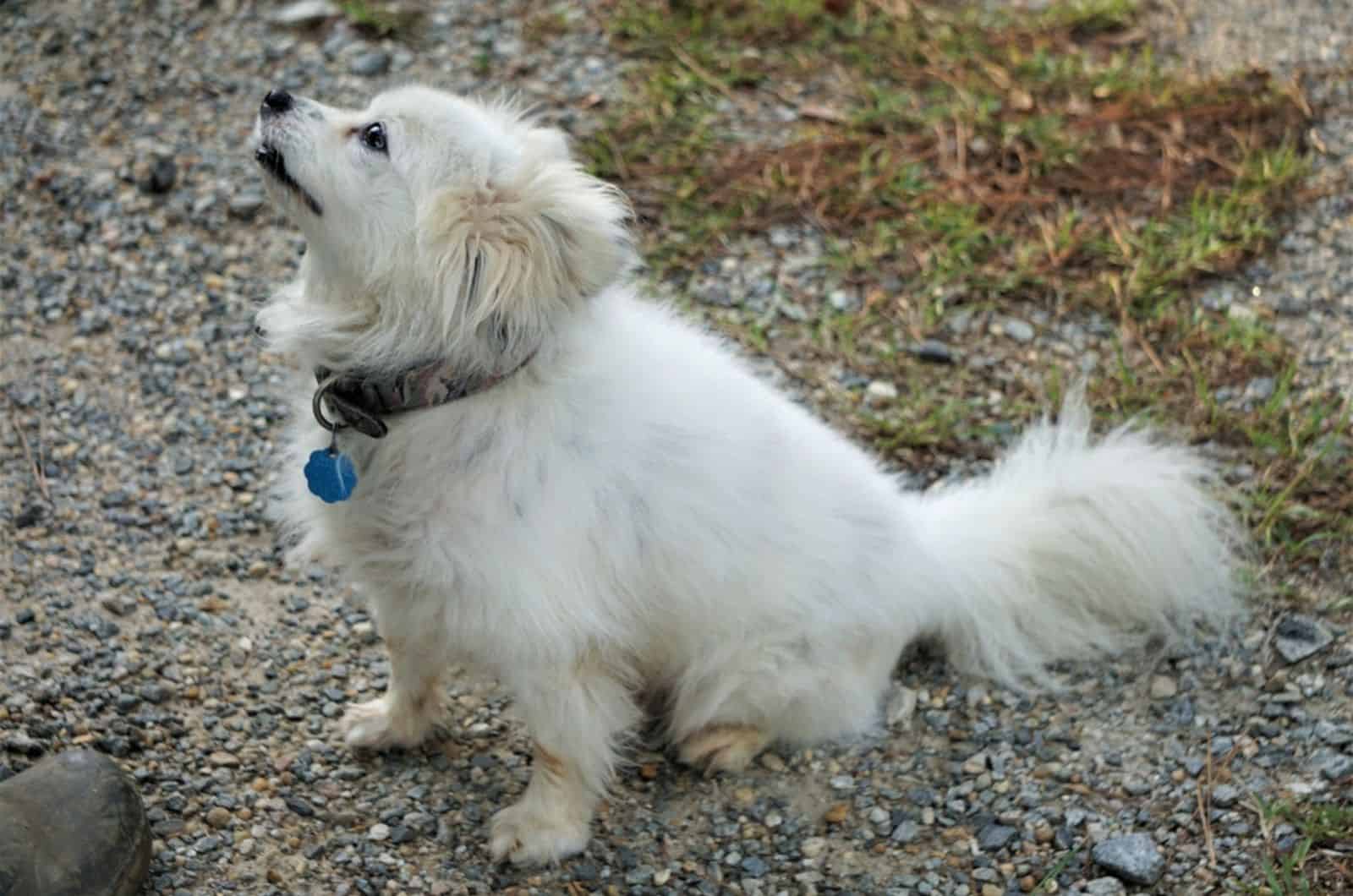 white malitpom sitting on the ground