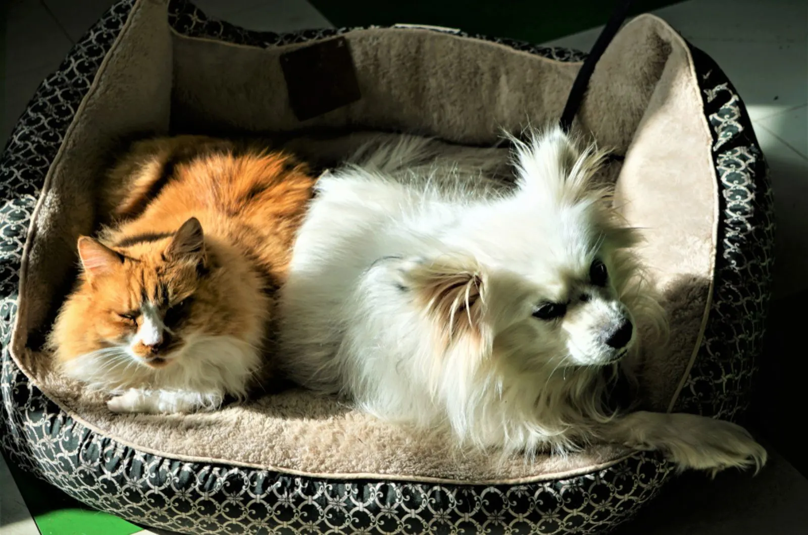 white maltipom and orange cat lying together in the bed